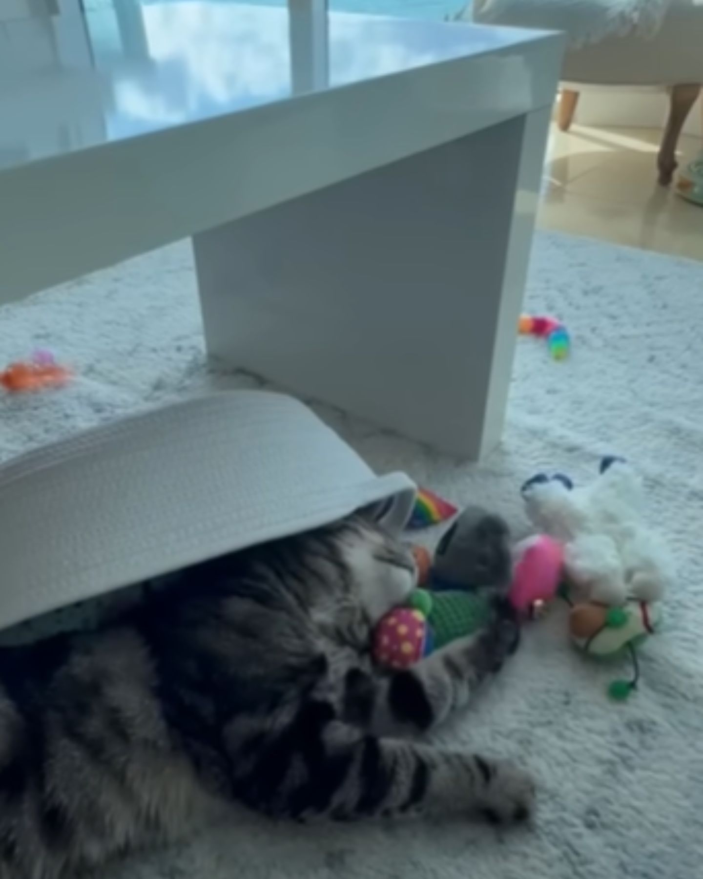 cat playing with toys