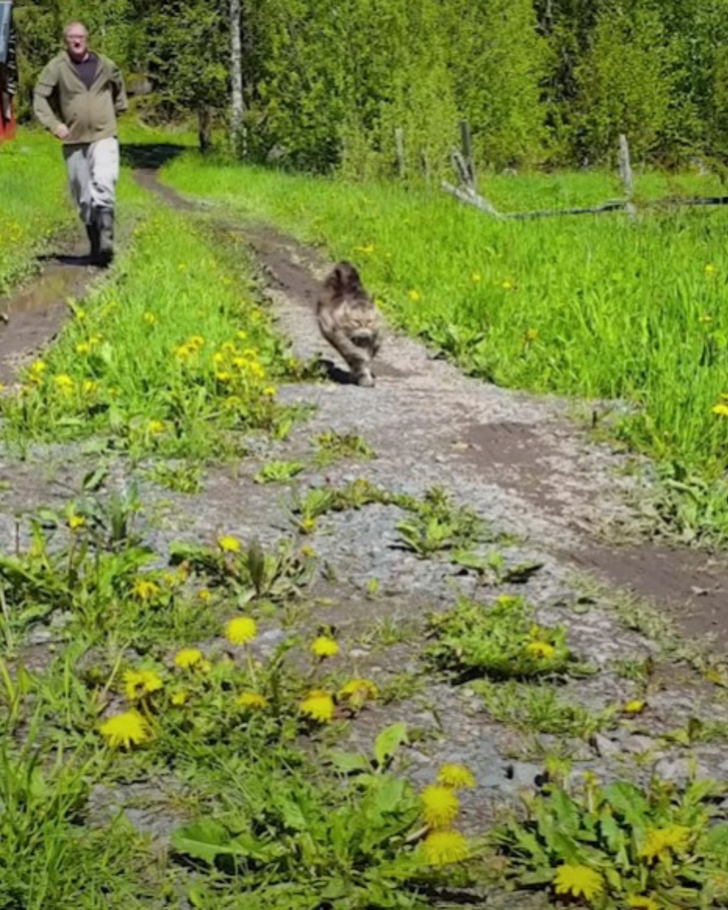 cat-running-outdoor