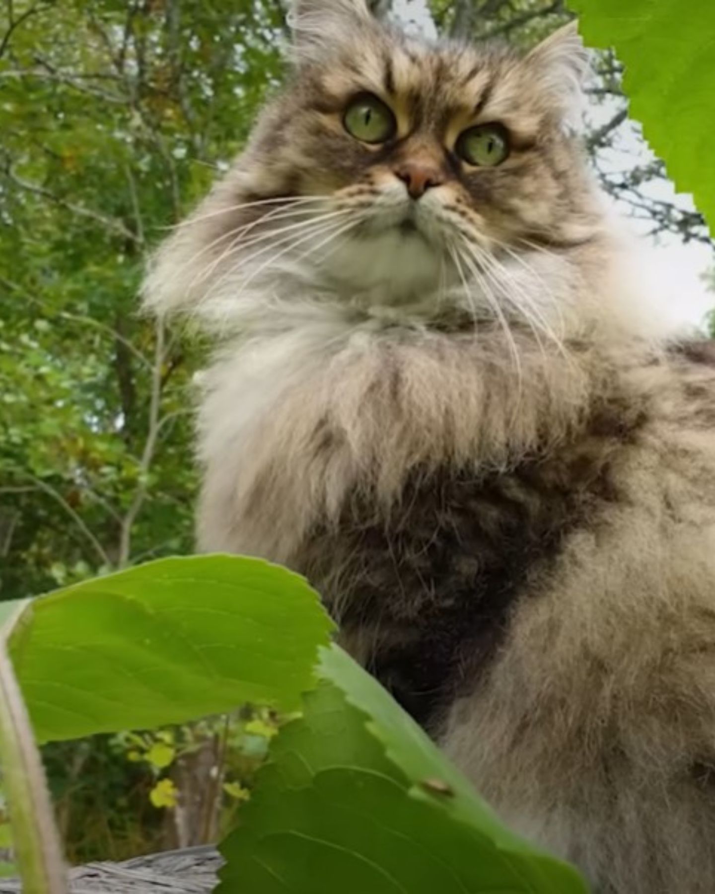 cat-sitting-in-the-garden