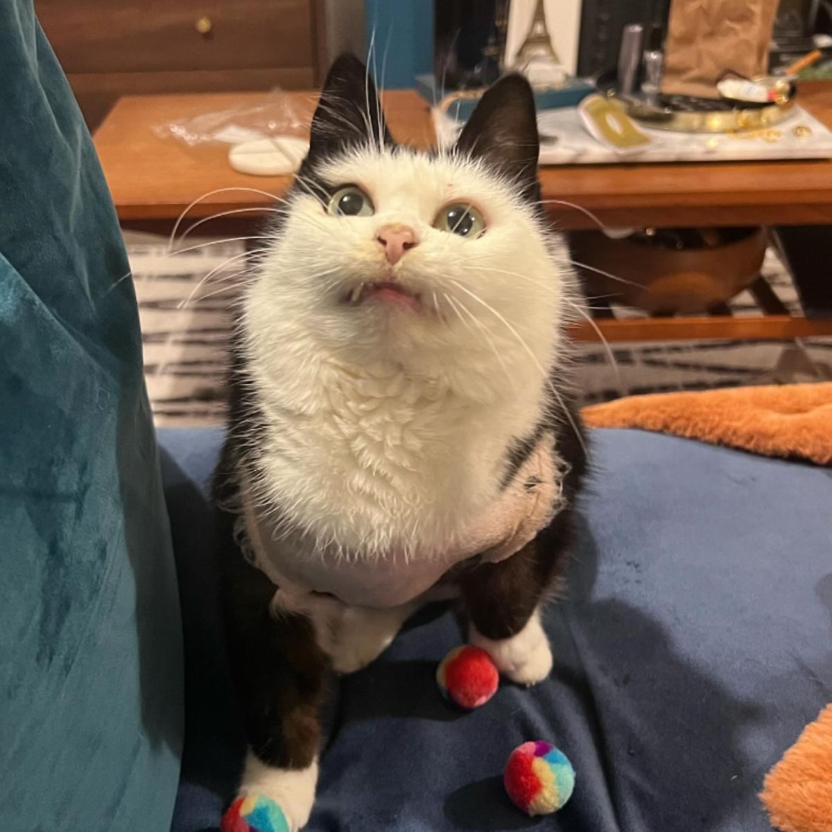 cat sitting on couch