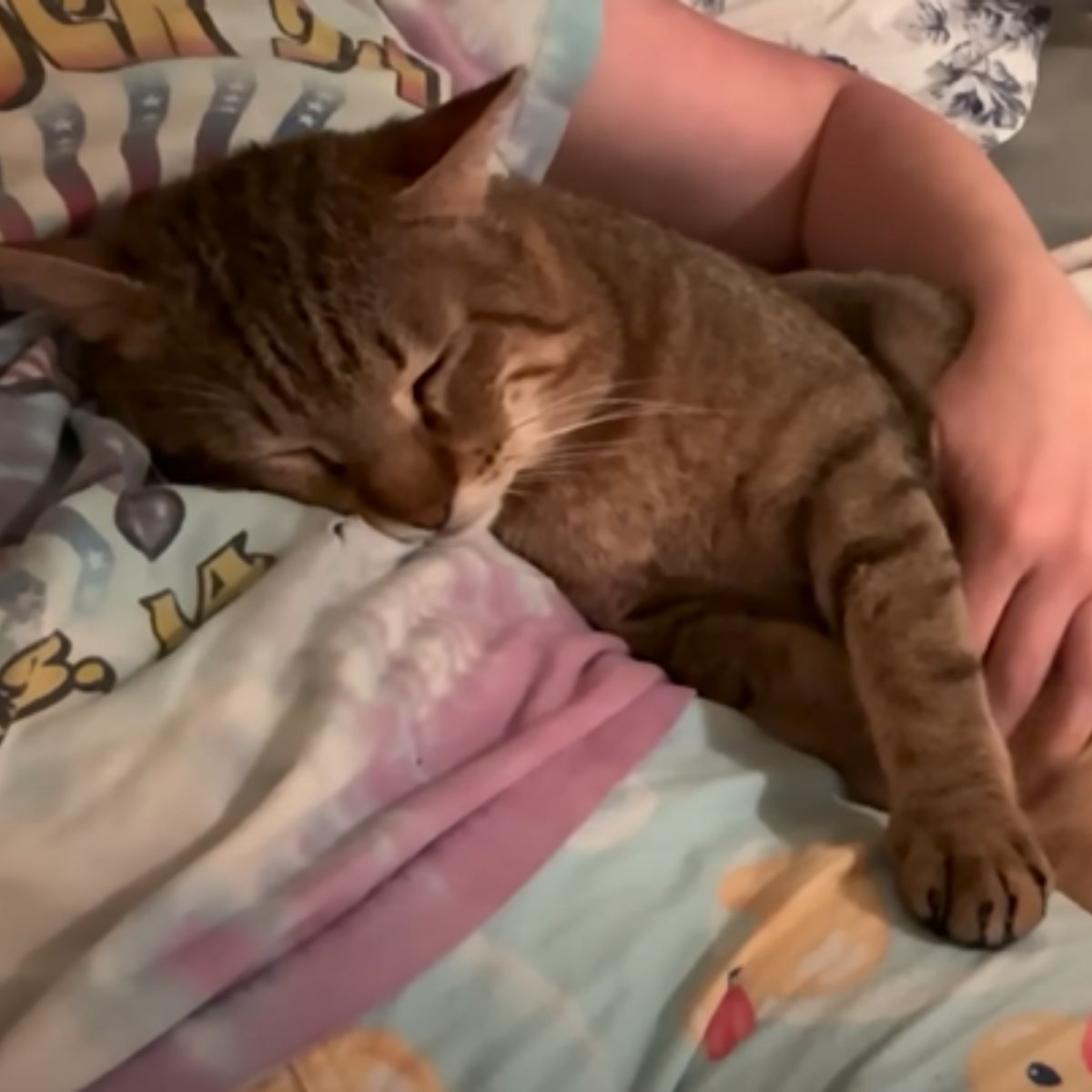 cat sleeping on woman