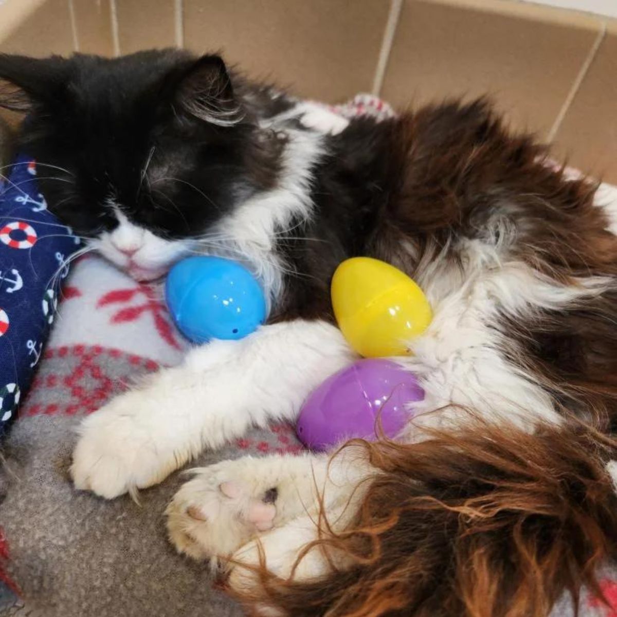 cat sleeping with colorful toys