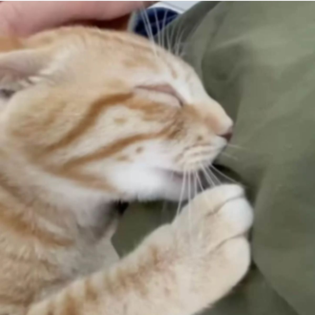 cat sleeps in hands