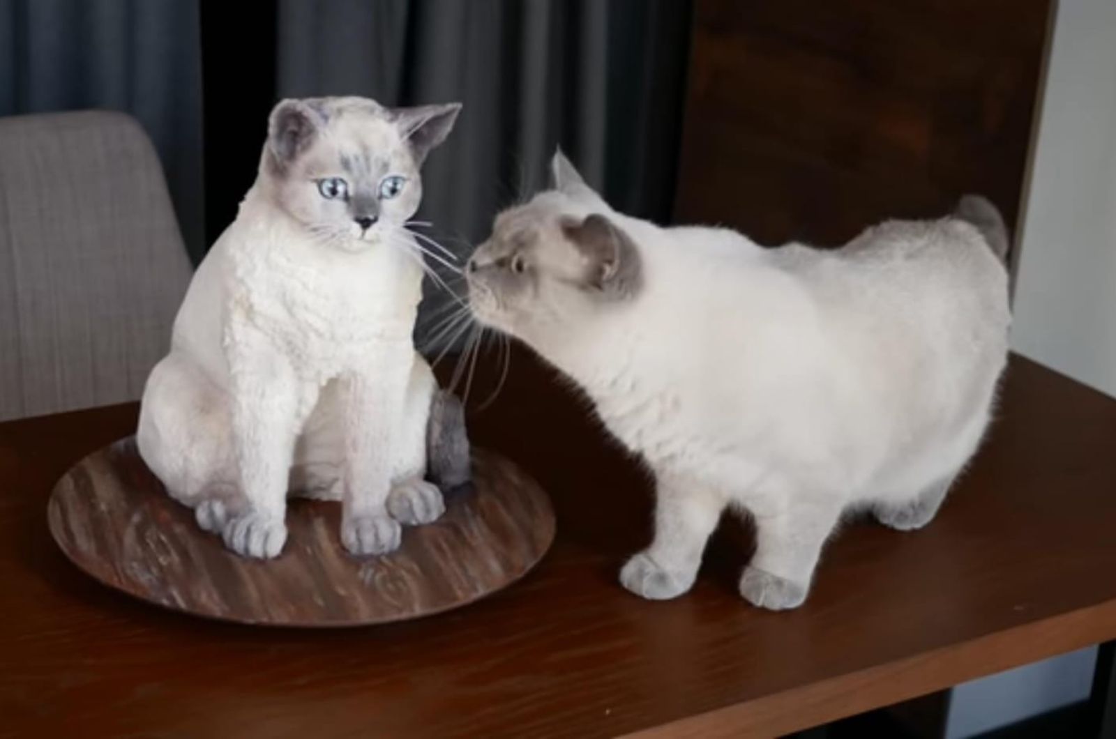 cat sniffing the cake