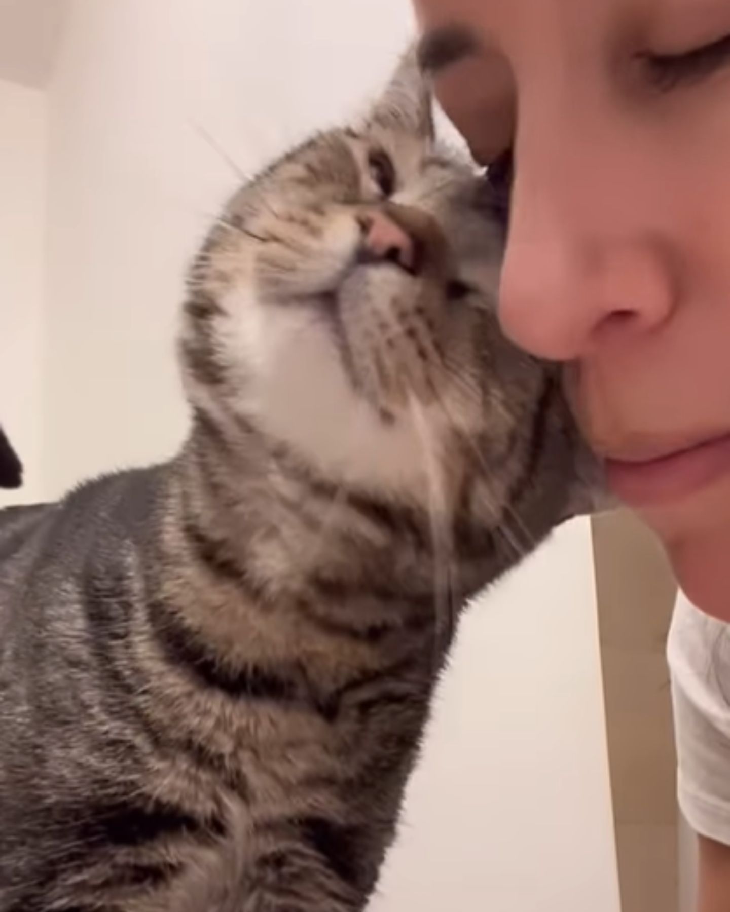 cat snuggling with woman