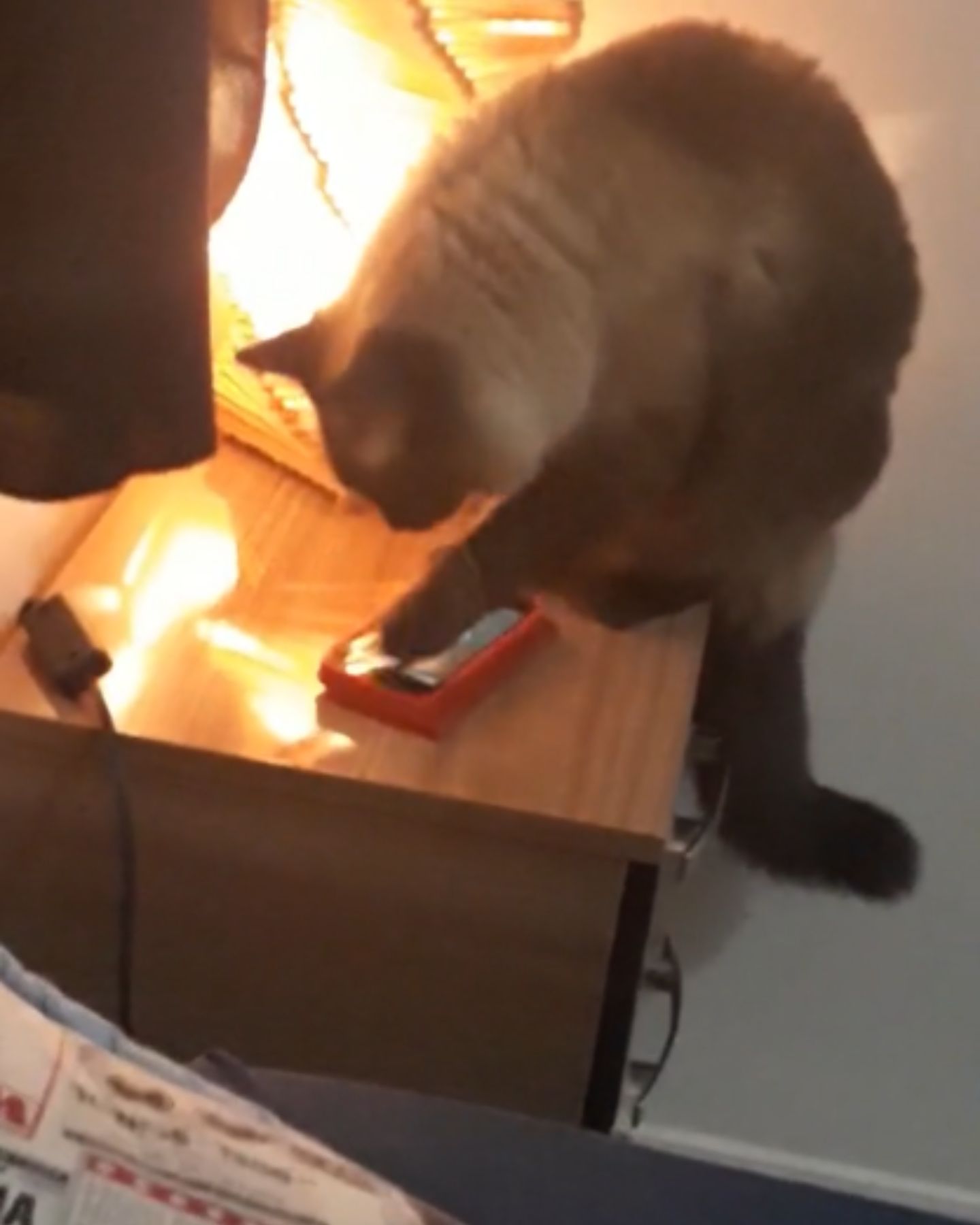 cat turning off alarm clock