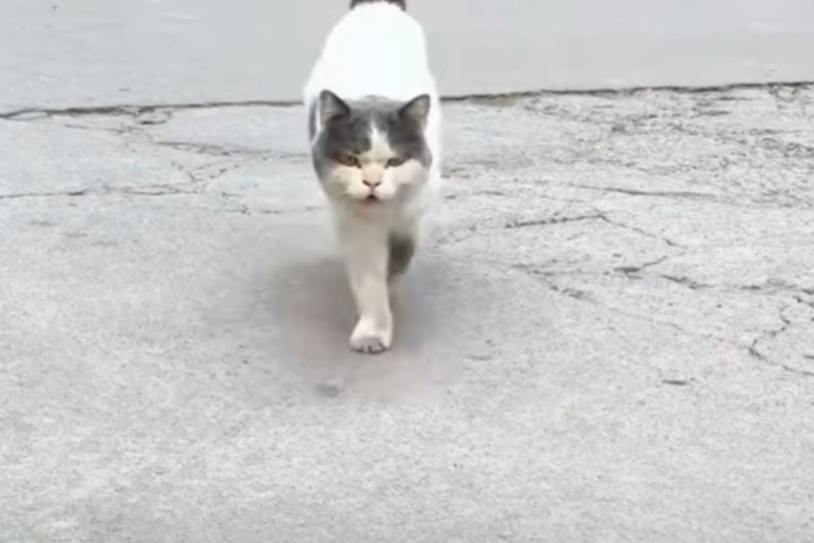 cat walking