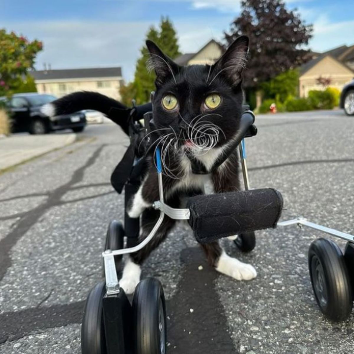 cat with wheels