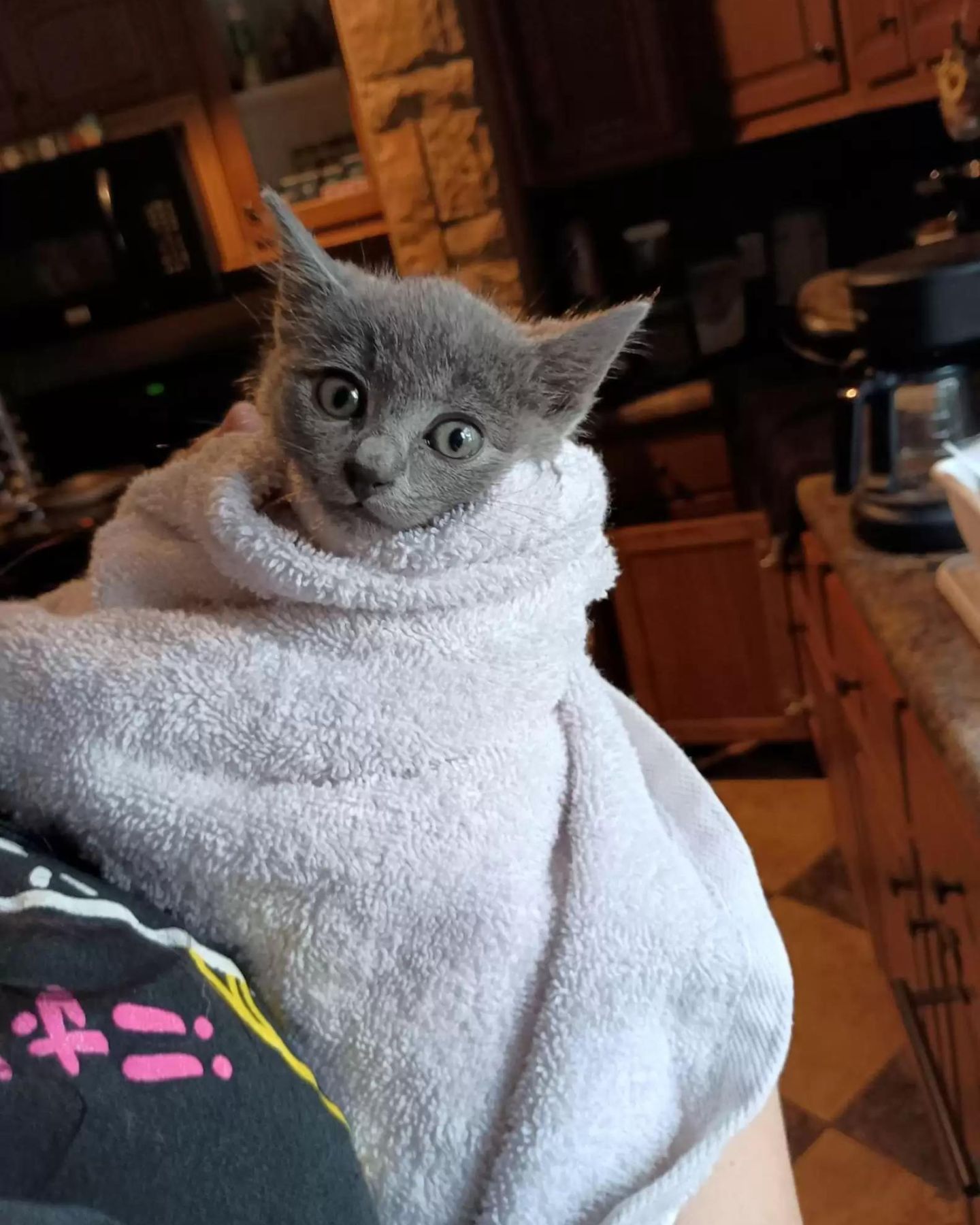 cat wrapped up in a towel