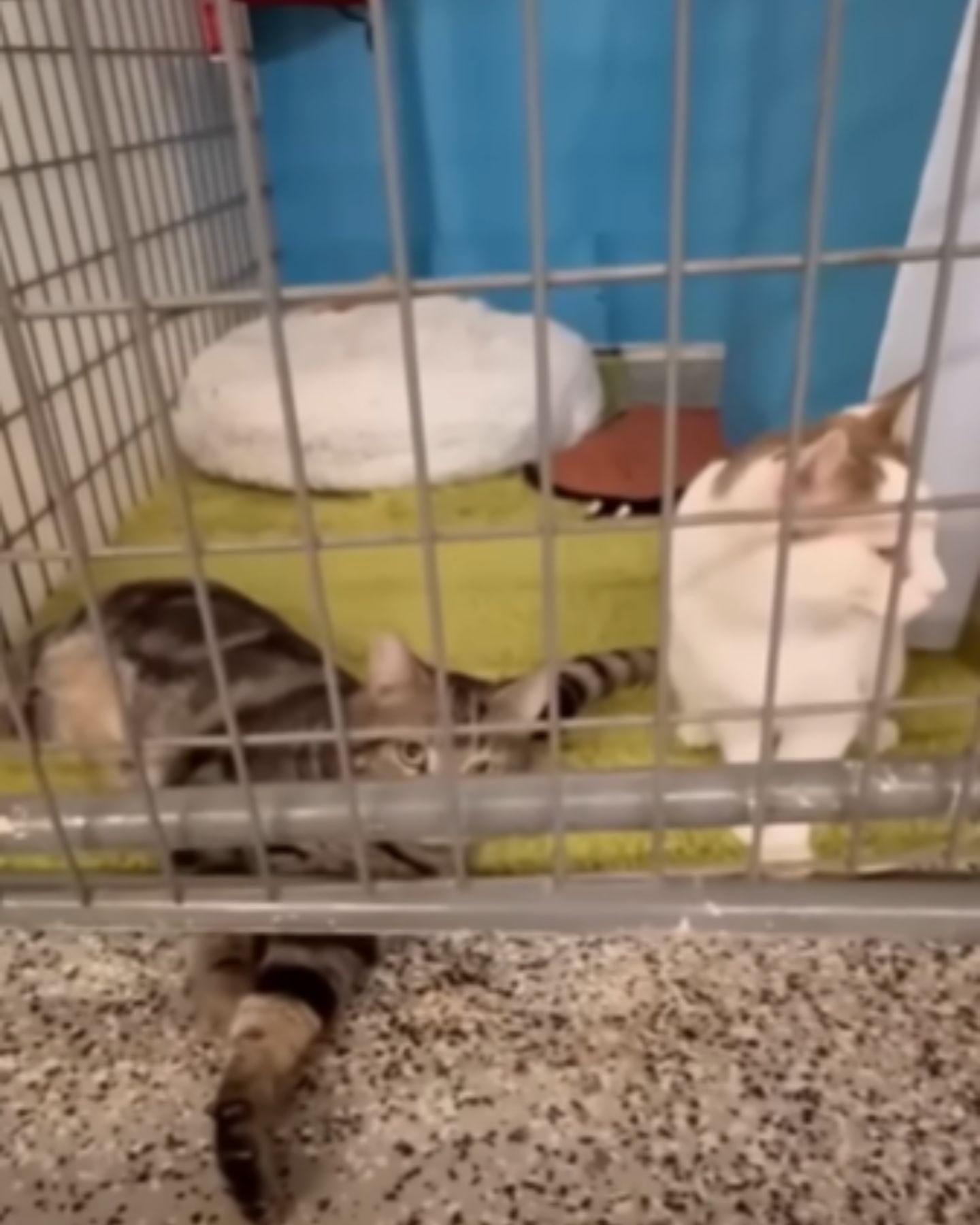 cats in cage