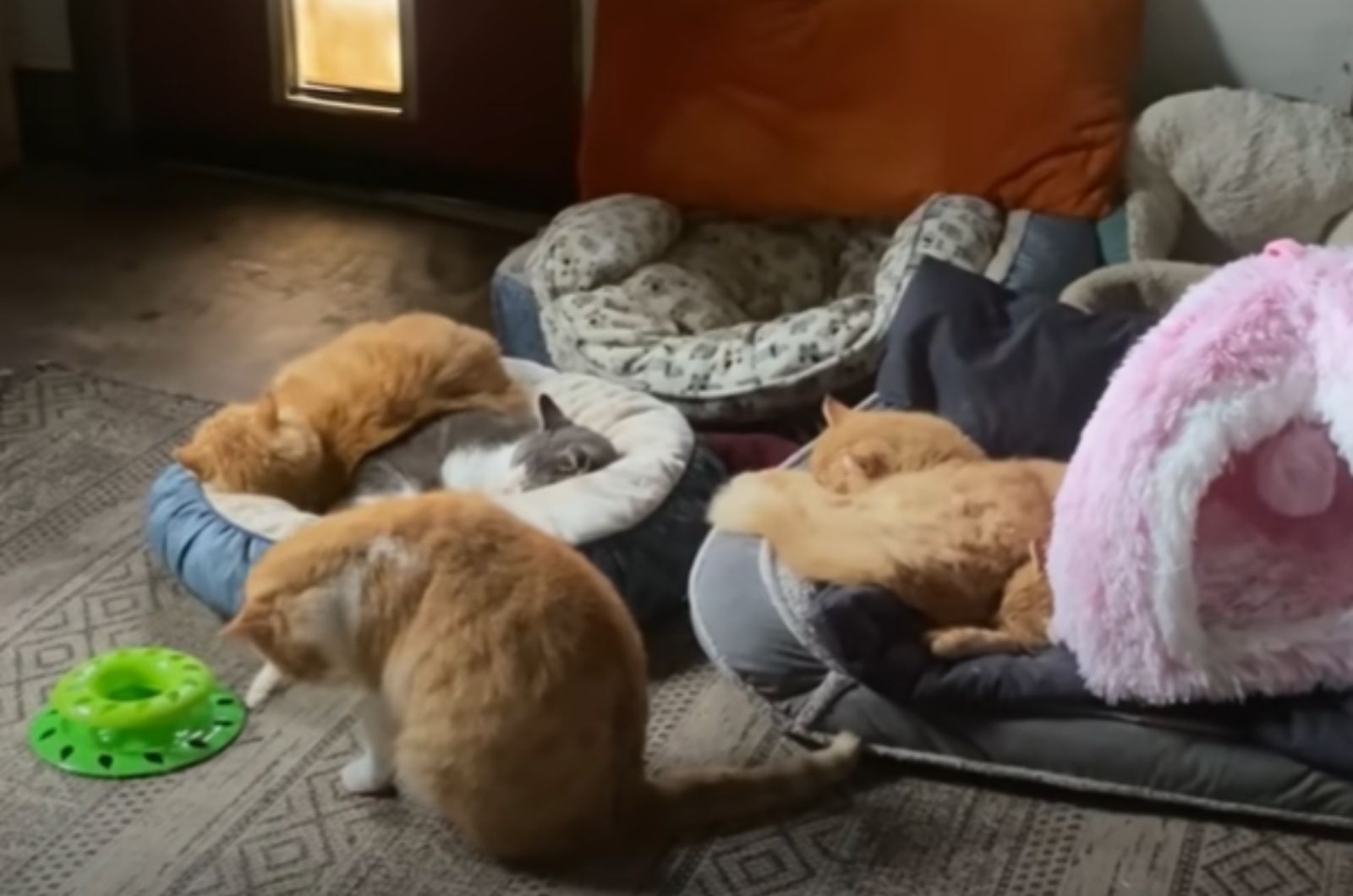 cats lying in their beds