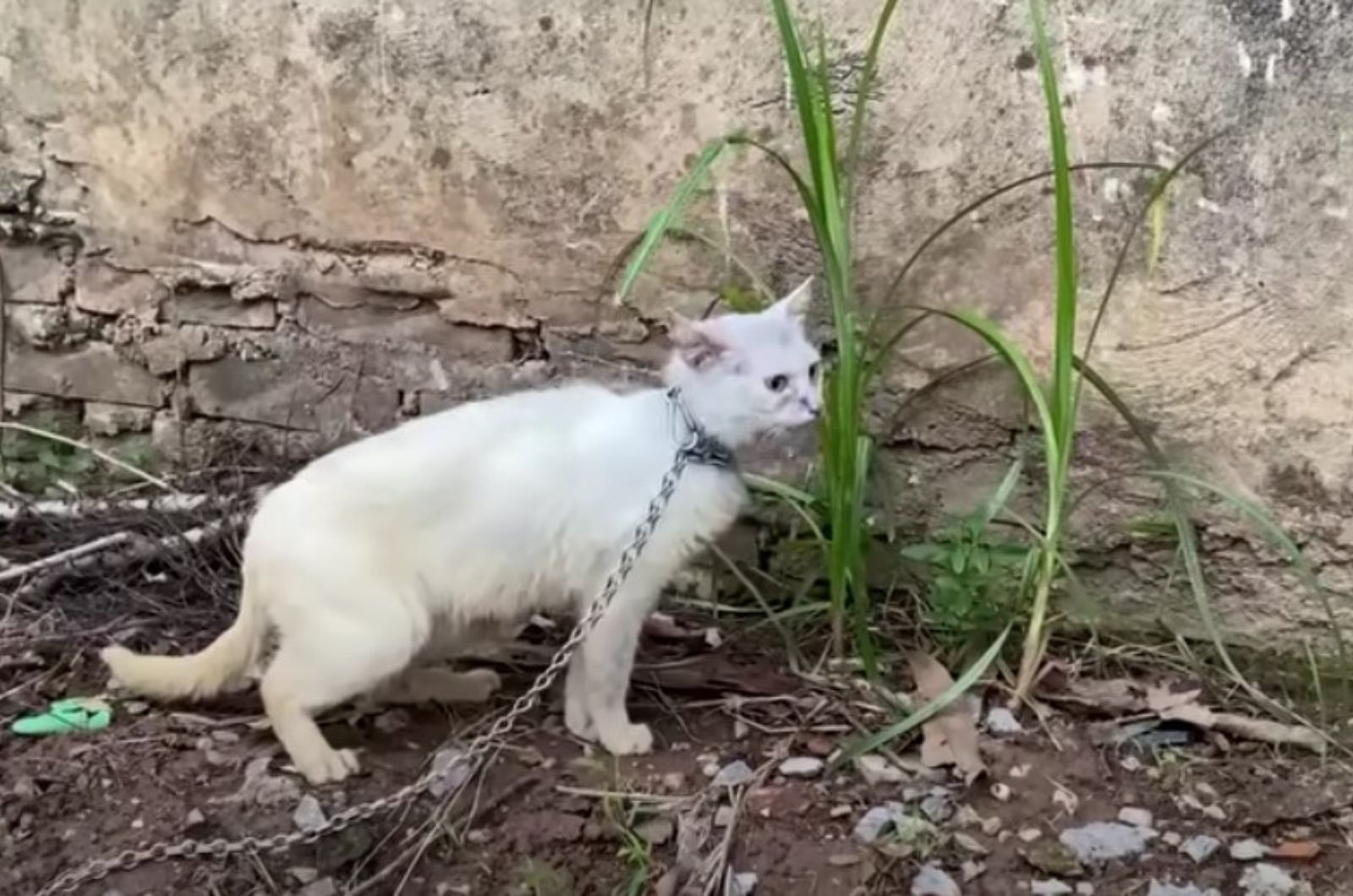 chained cat