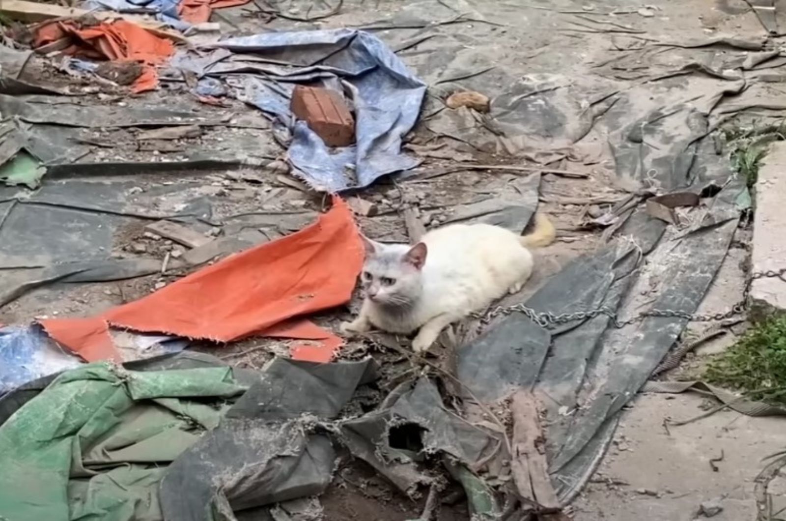 chained white cat