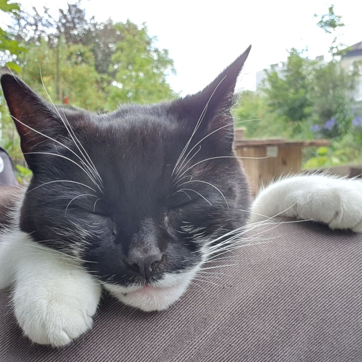 close-up photo of cat sleeping