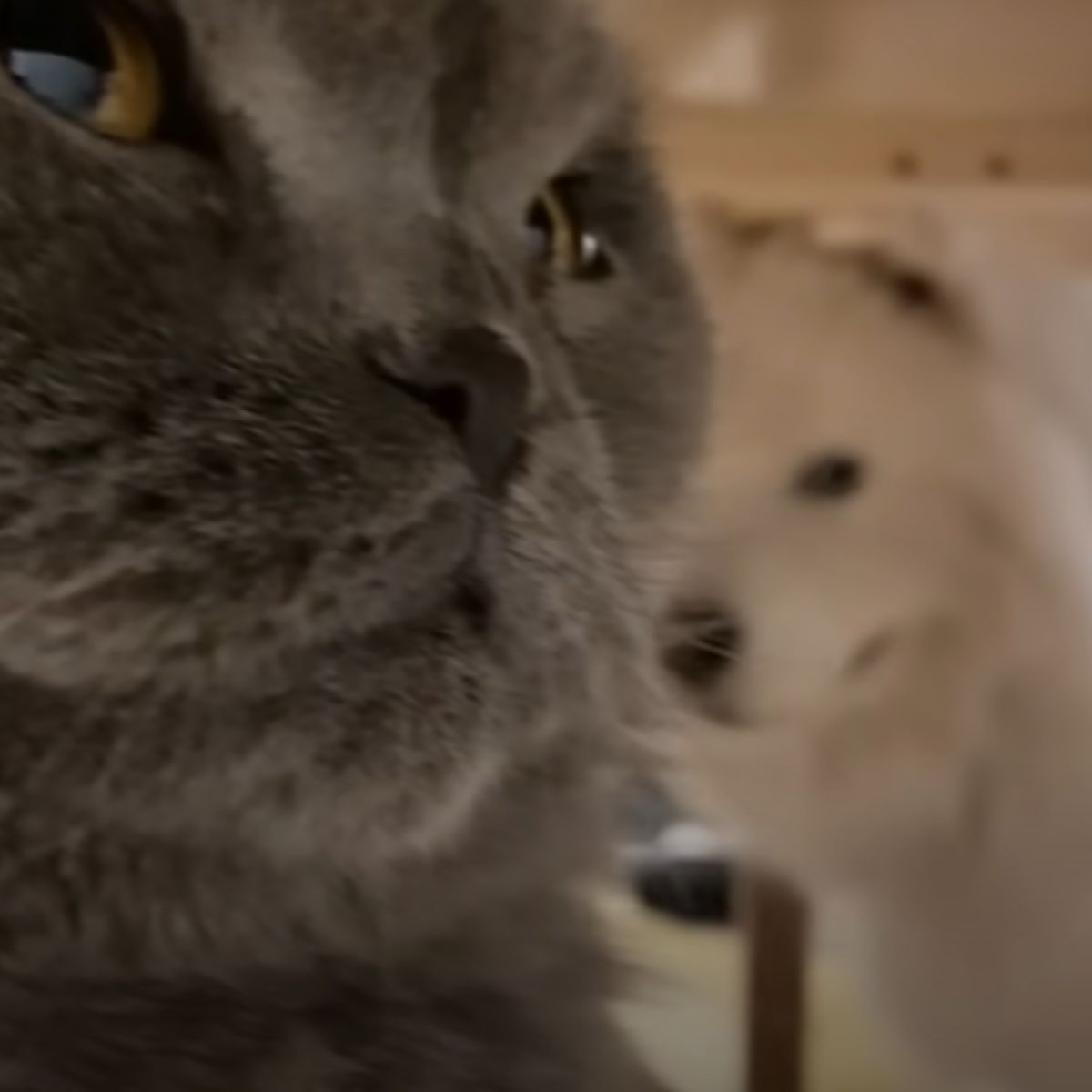 close-up photo of gray cat