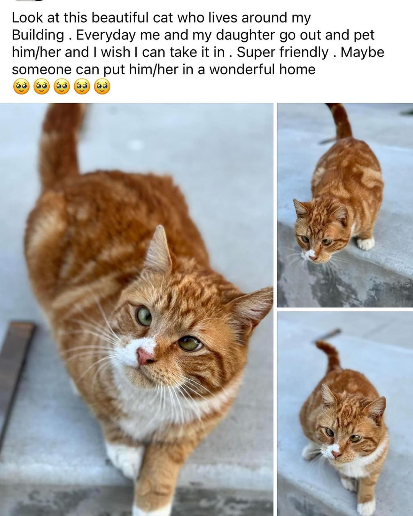 cross eyed ginger cat