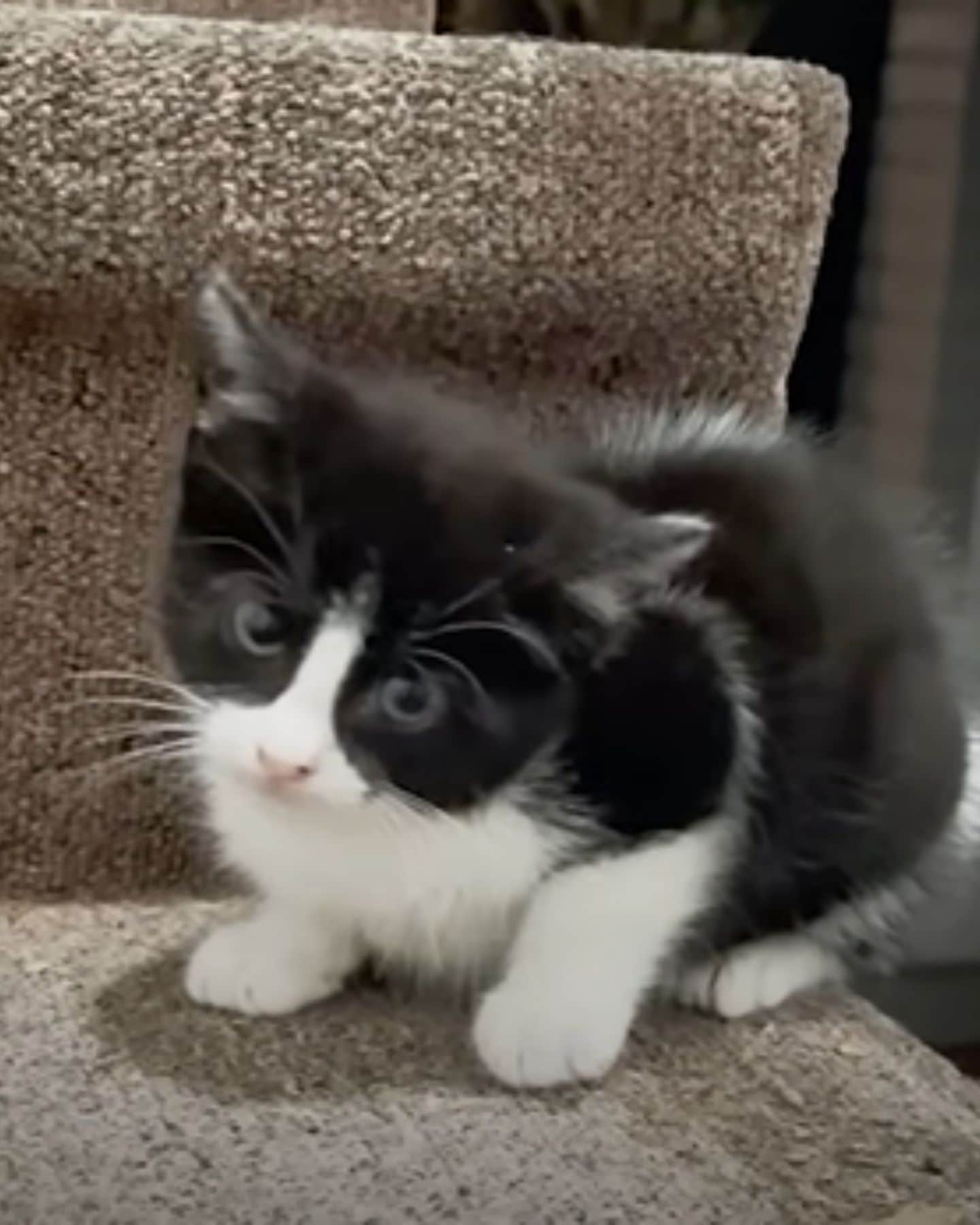 cute kitten sitting on a stairs