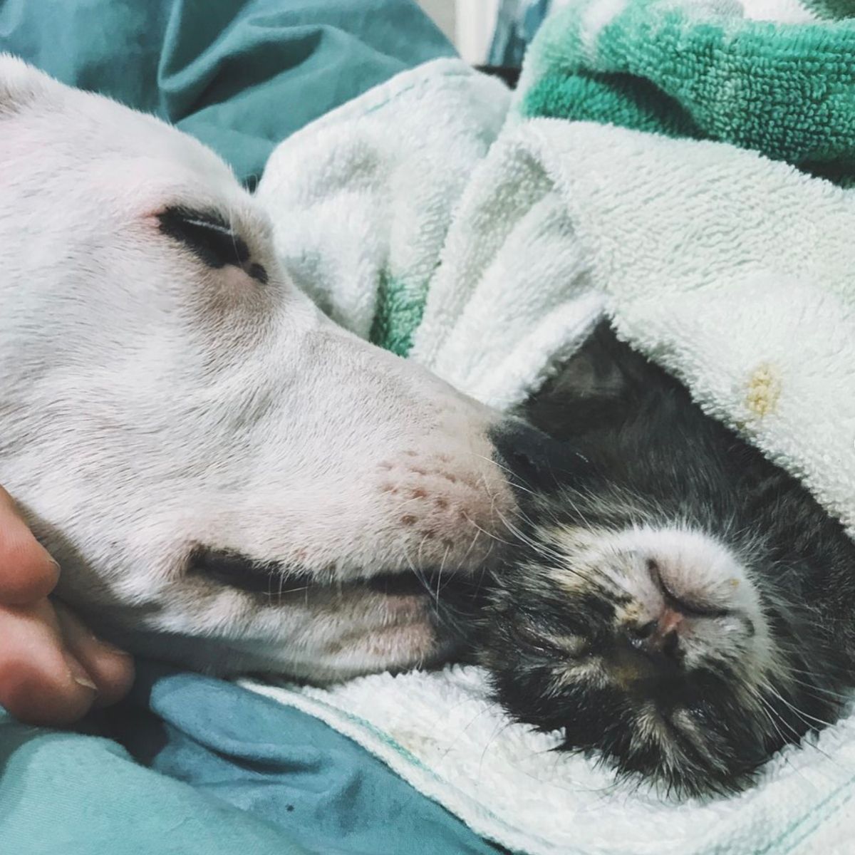 dog sniffs cat