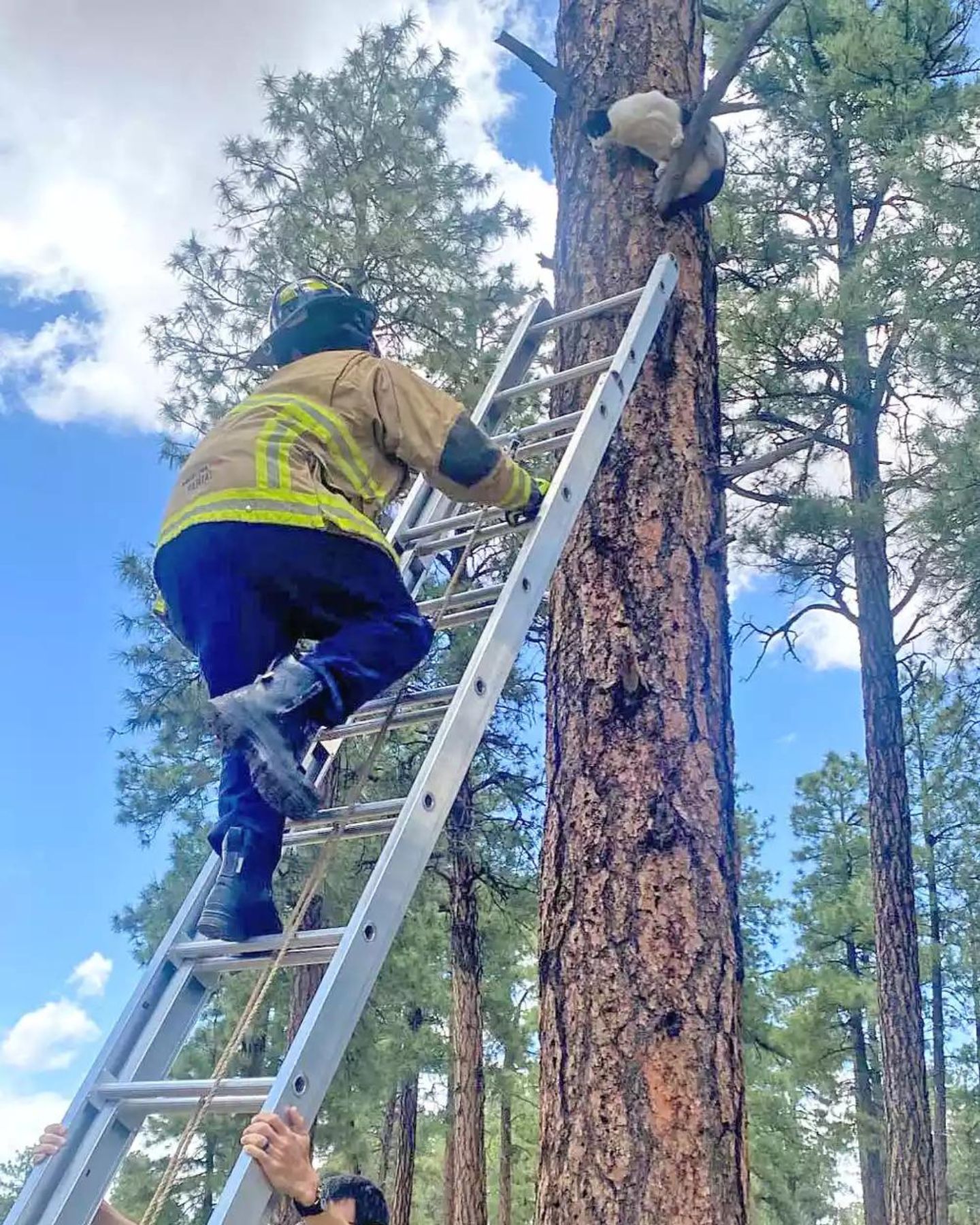 firefighter climbing on the ladder to help the cat