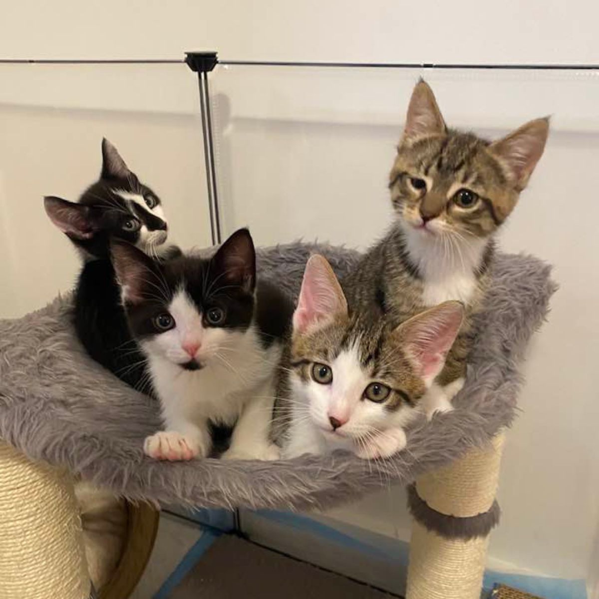 four kittens