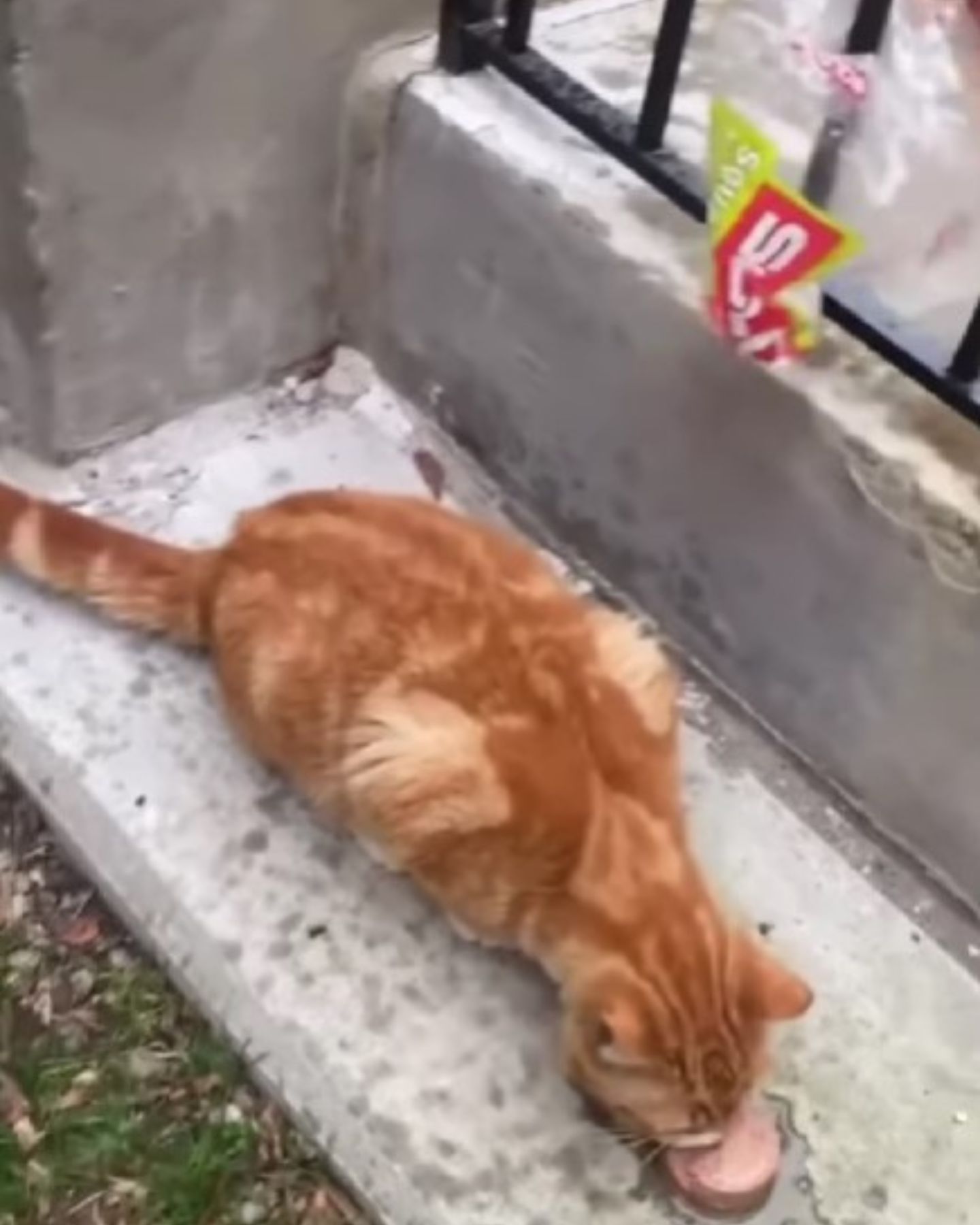 ginger cat eating