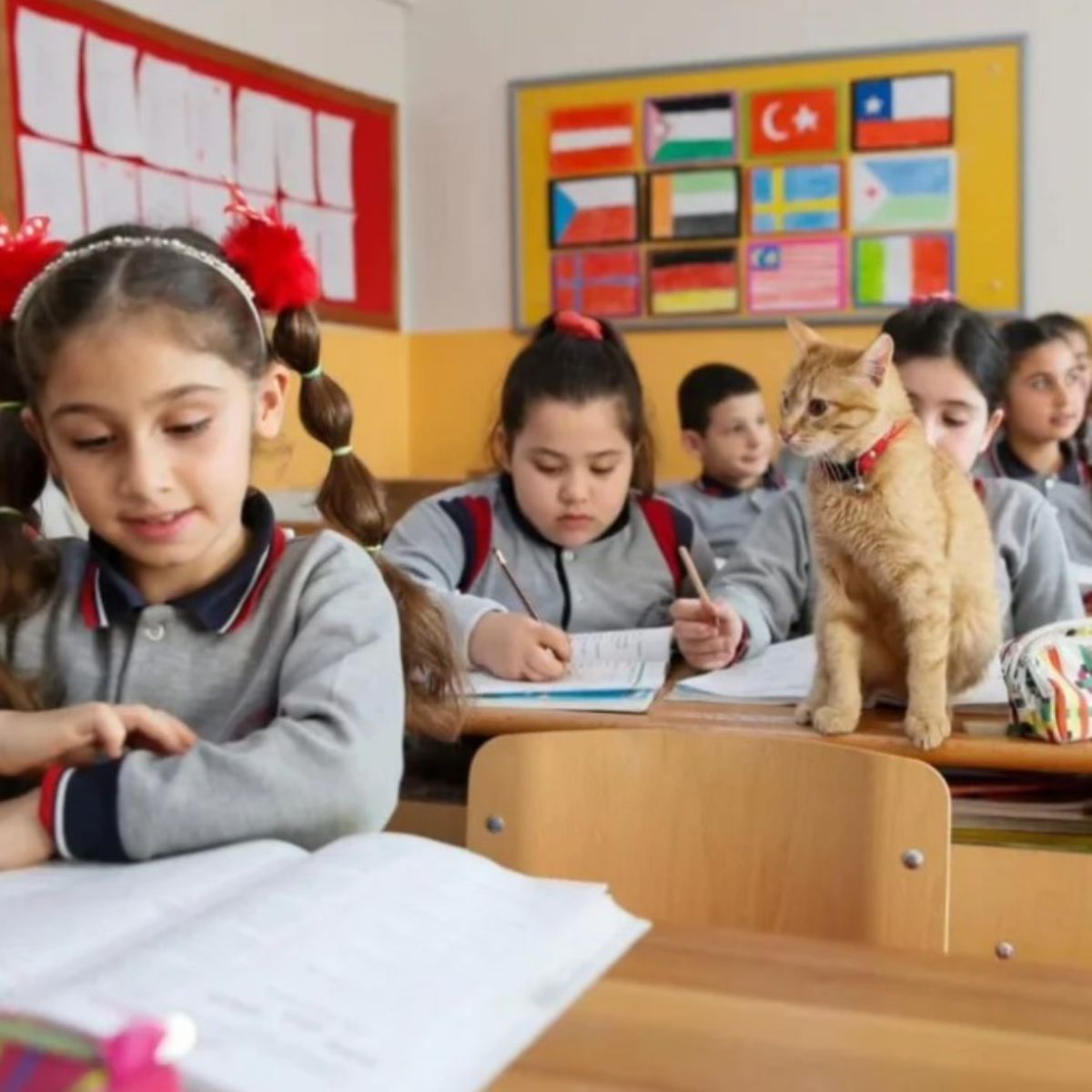 ginger cat in classroom