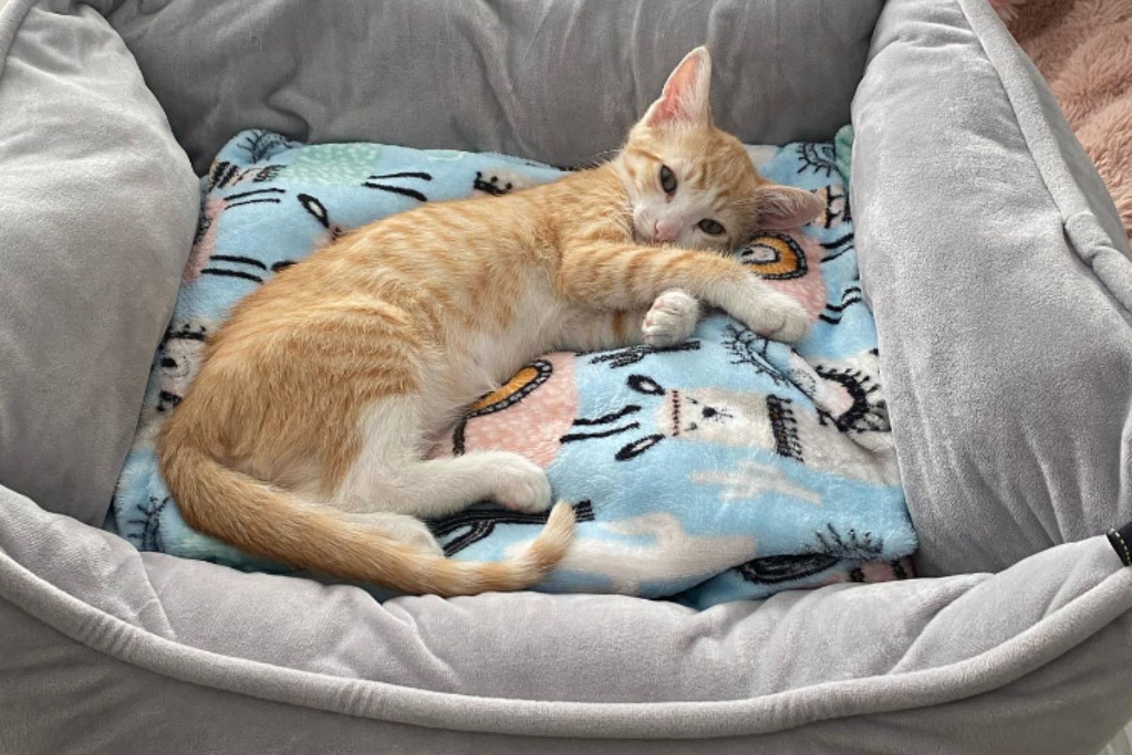 ginger cat laying in bed