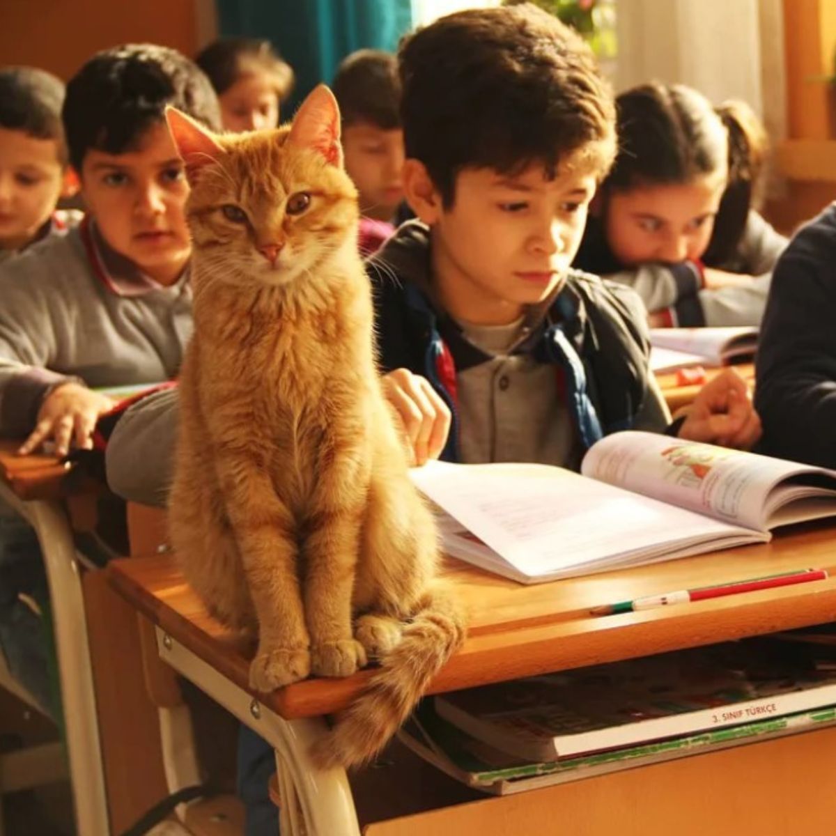 ginger cat on table