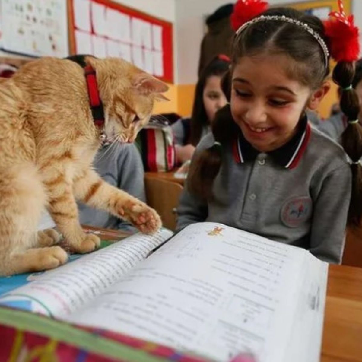 ginger cat pointing at a book