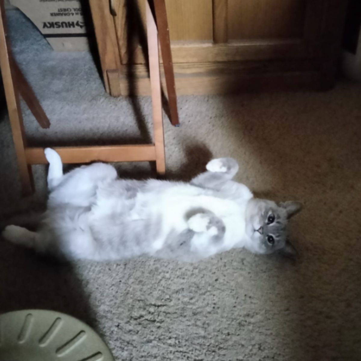 gray cat laying on a back