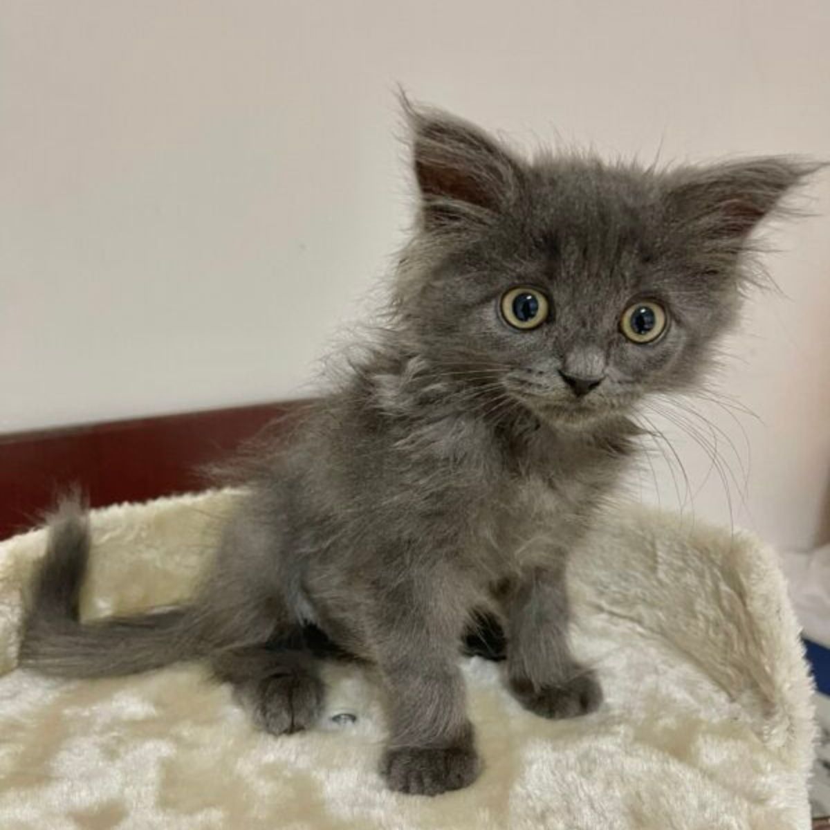 gray kitten sitting