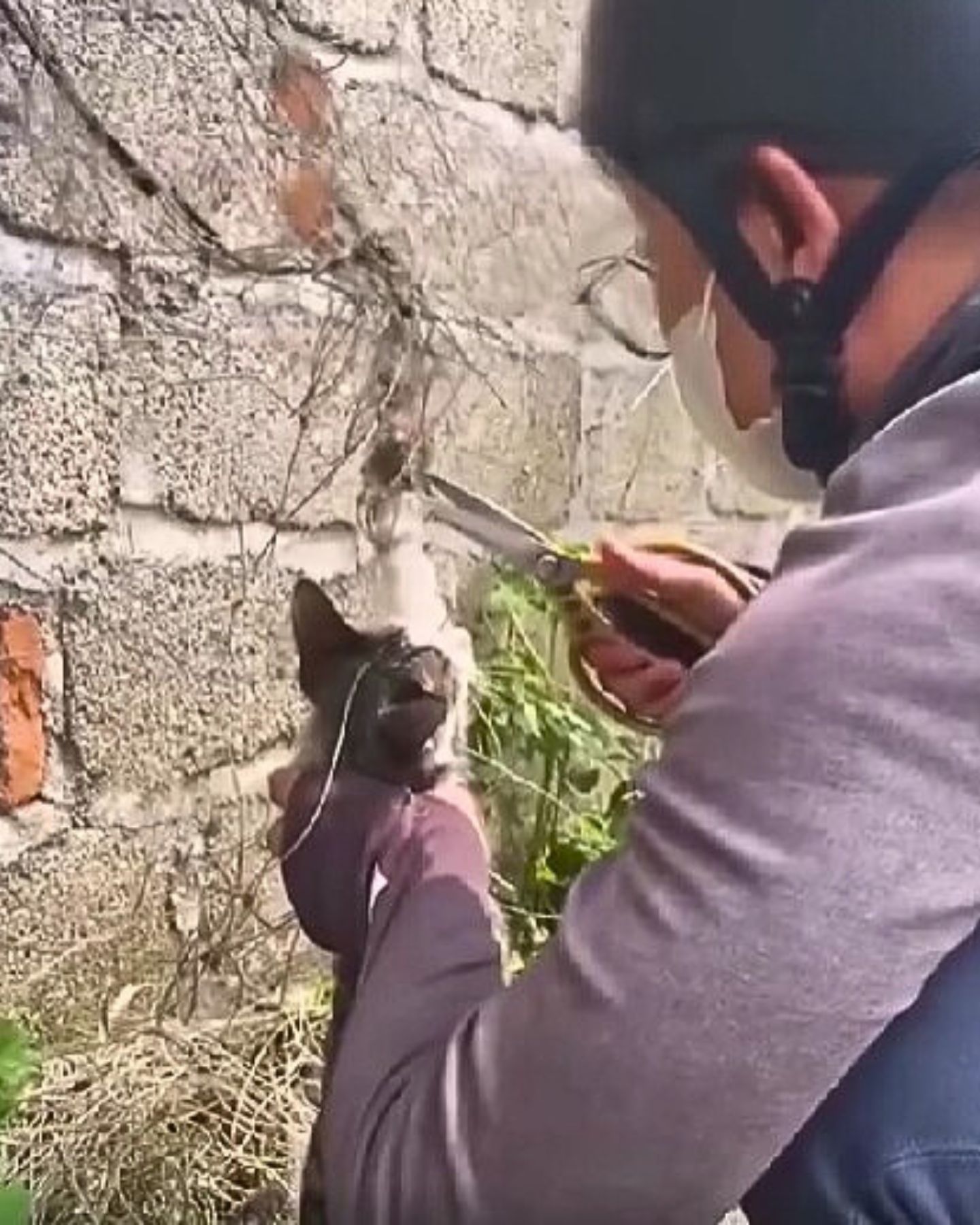 guy helping a cat