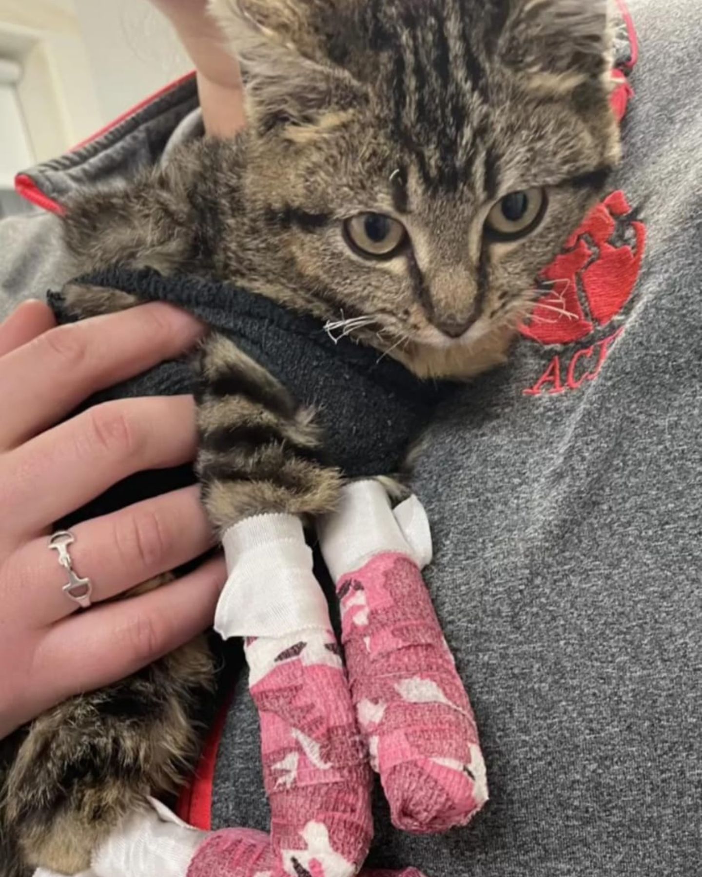 guy helping burned cat