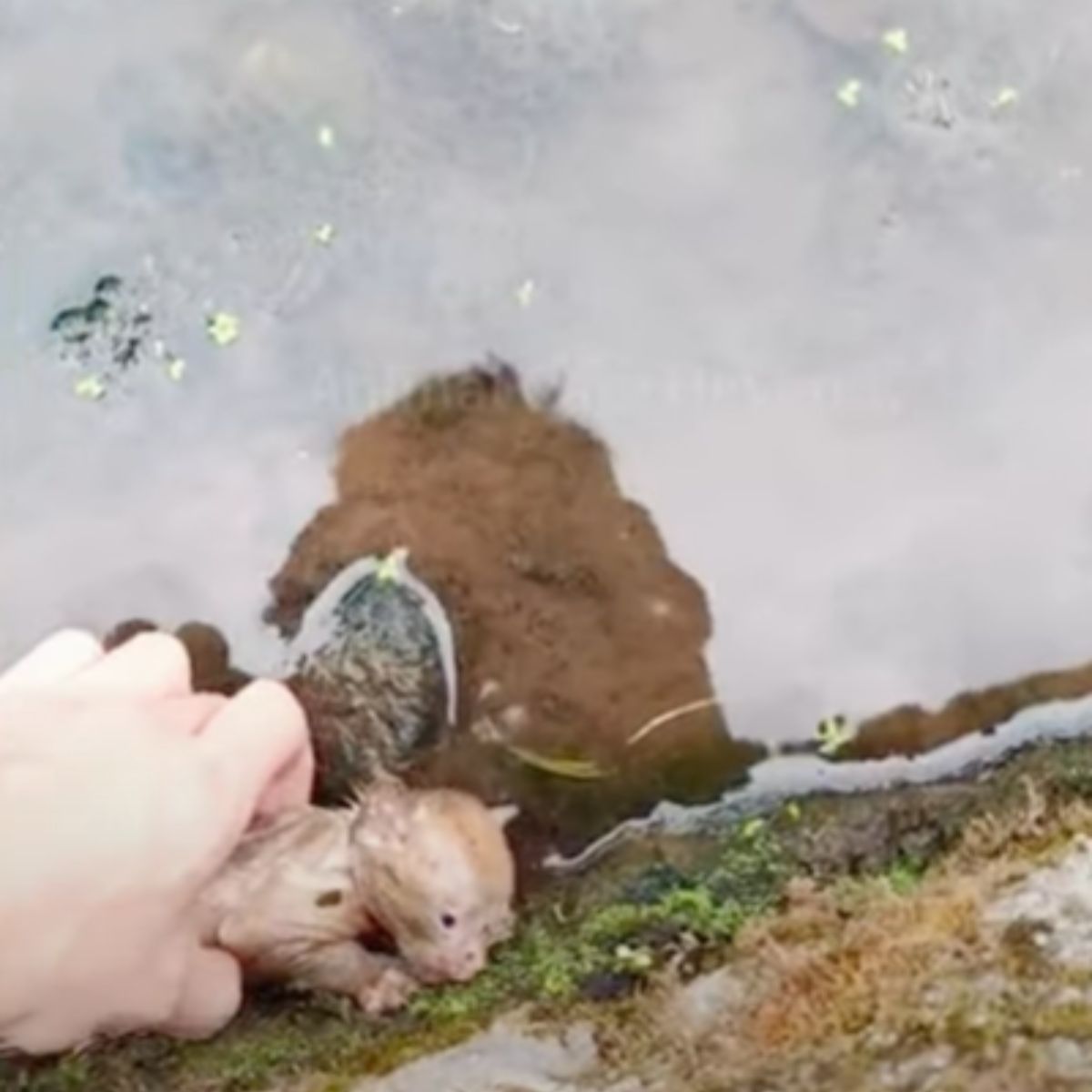 guy saving a kitten