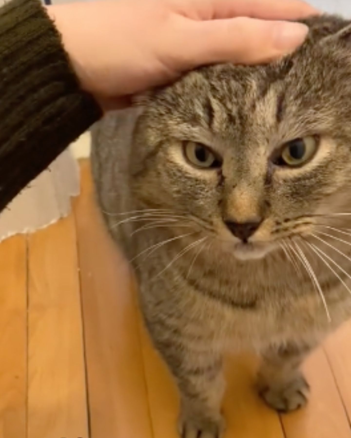 hand petting the bobcat