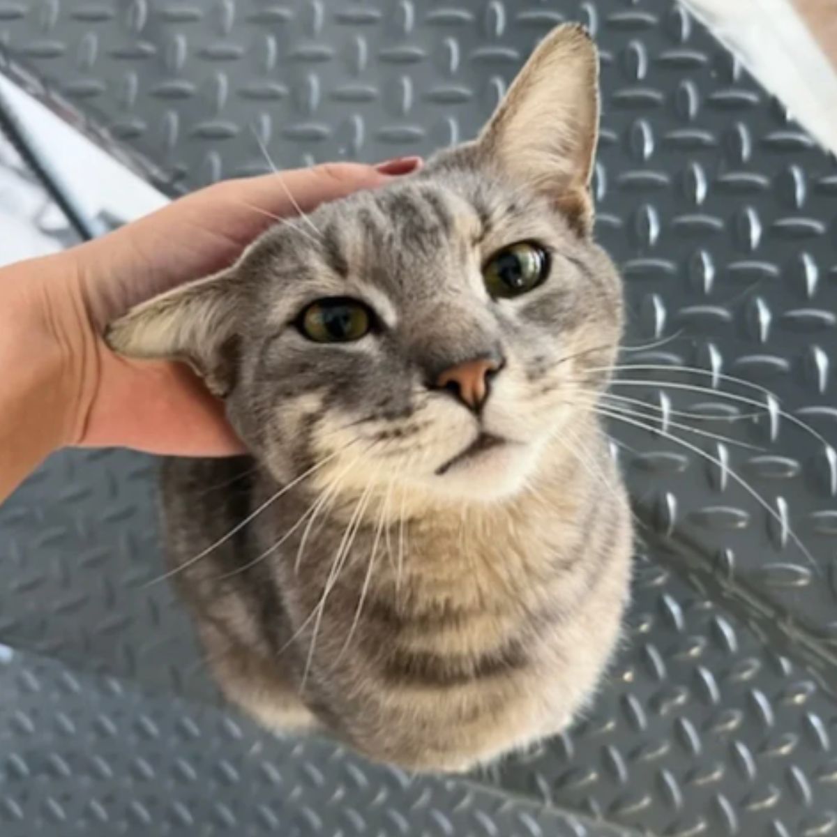 hand petting the kitten