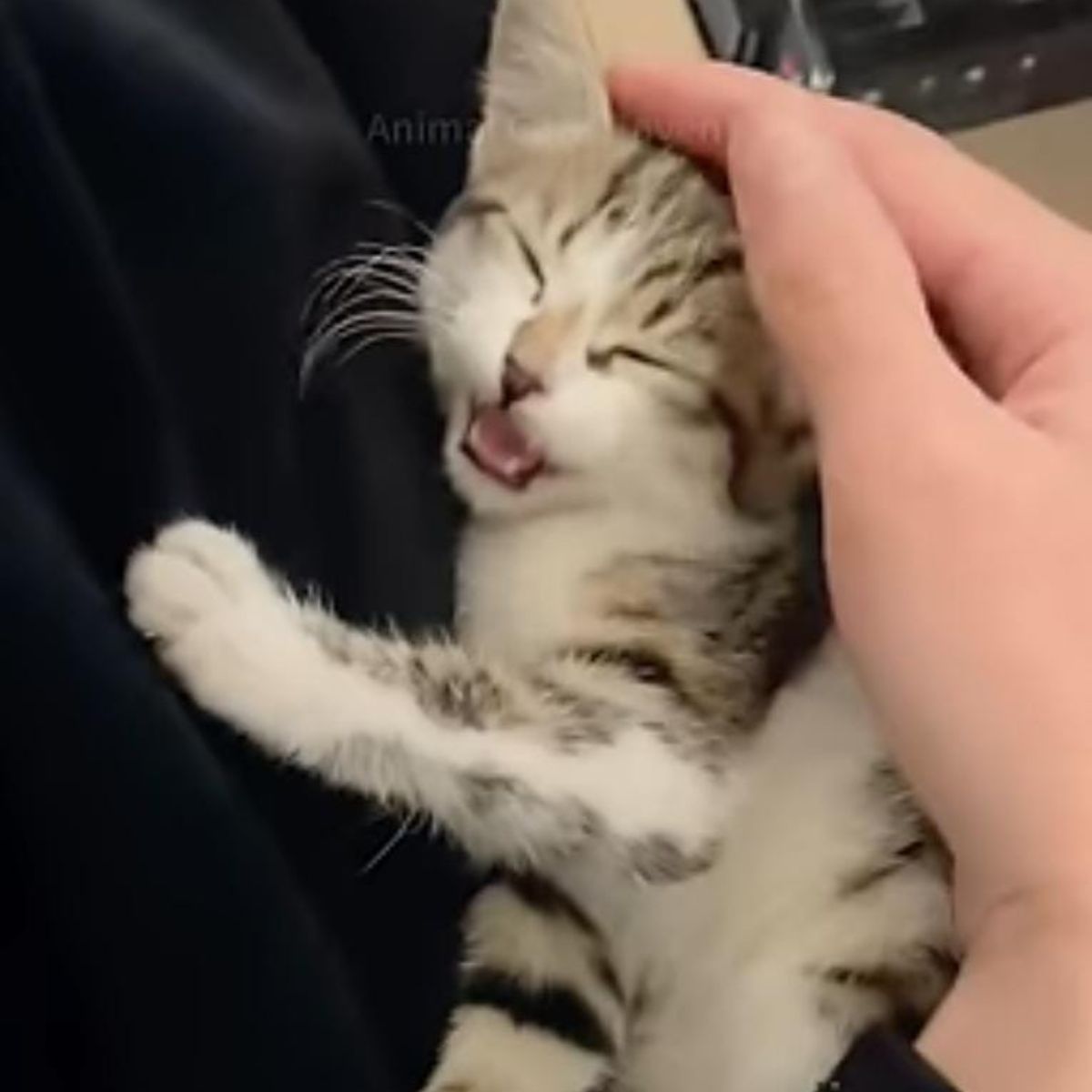 hand petting the kitten