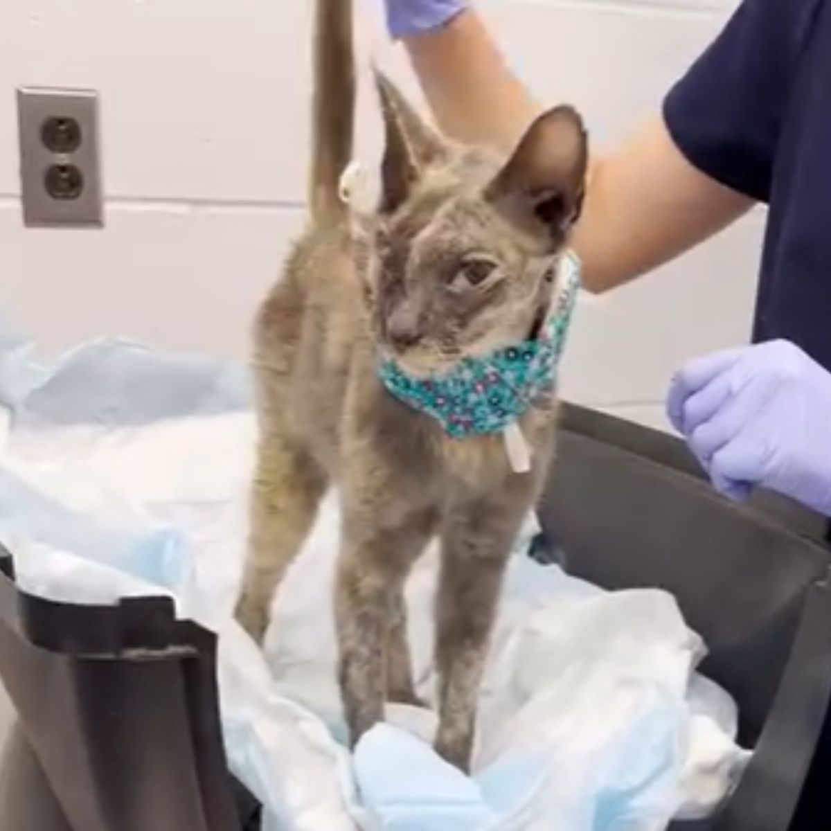 injured cat at veterinairans