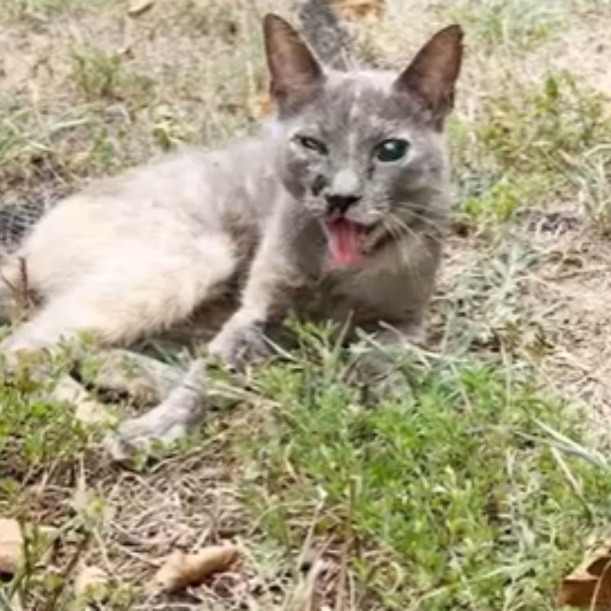 injured cat meowing