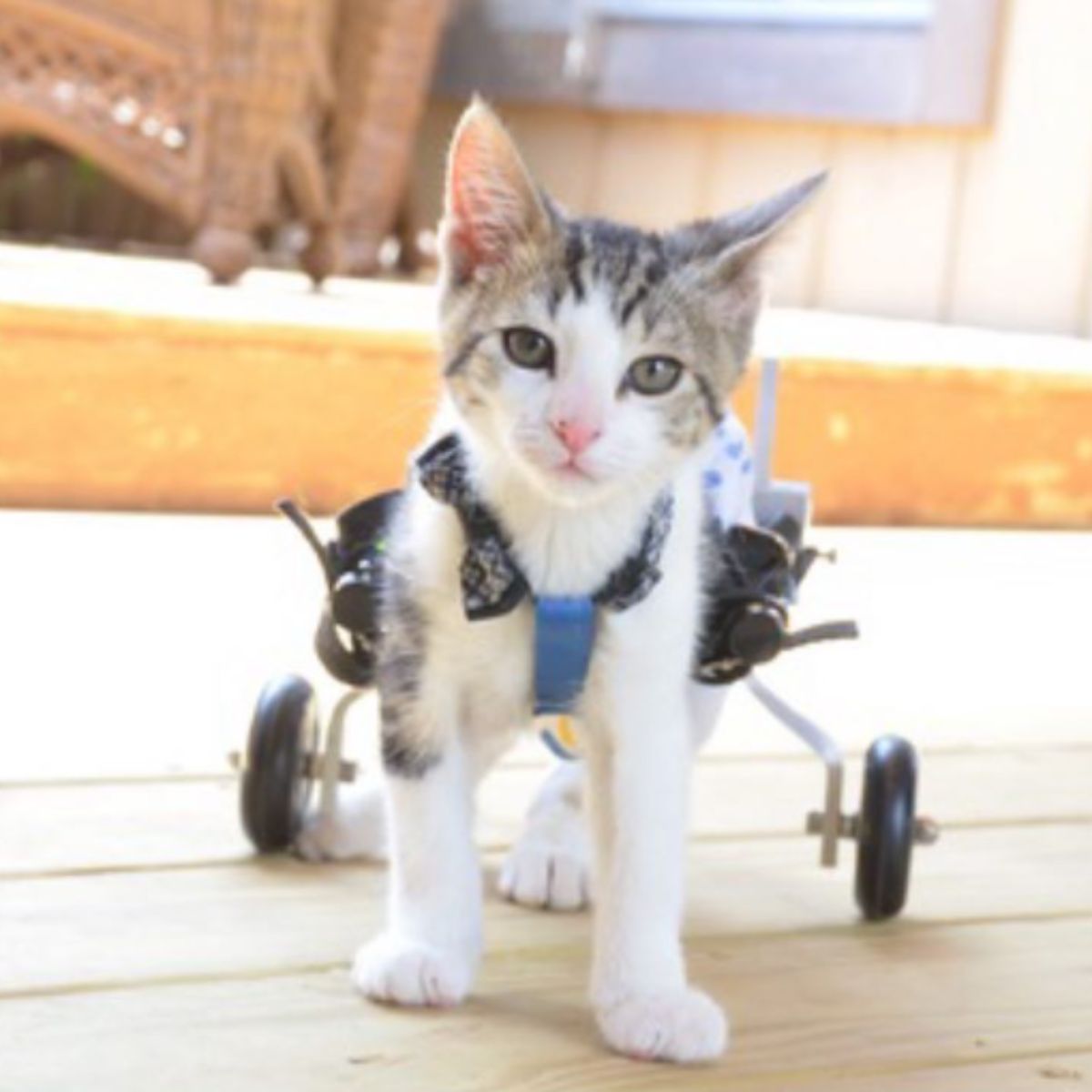 kitten and wheels