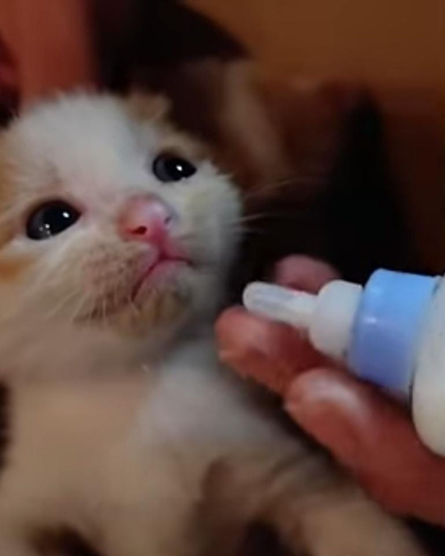 kitten getting fed