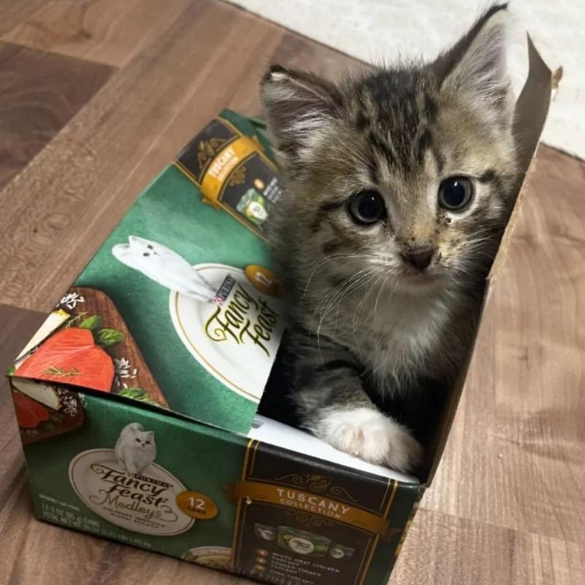 kitten in a box