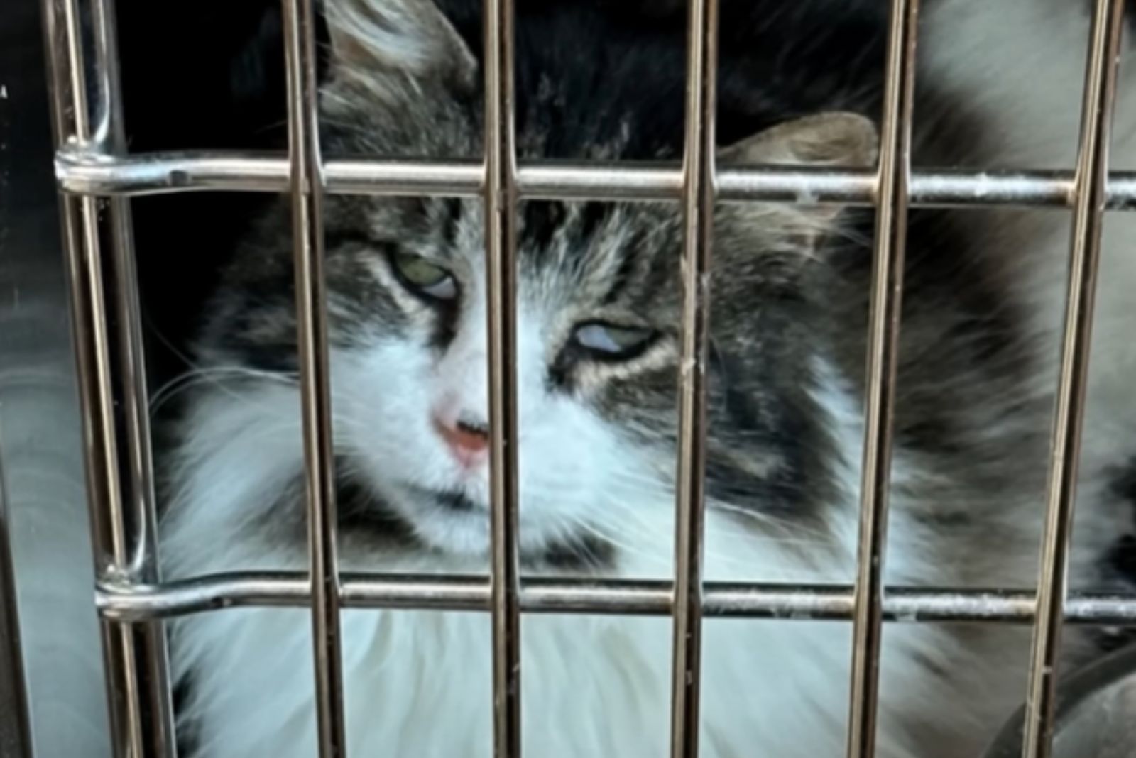 kitten in metal cage