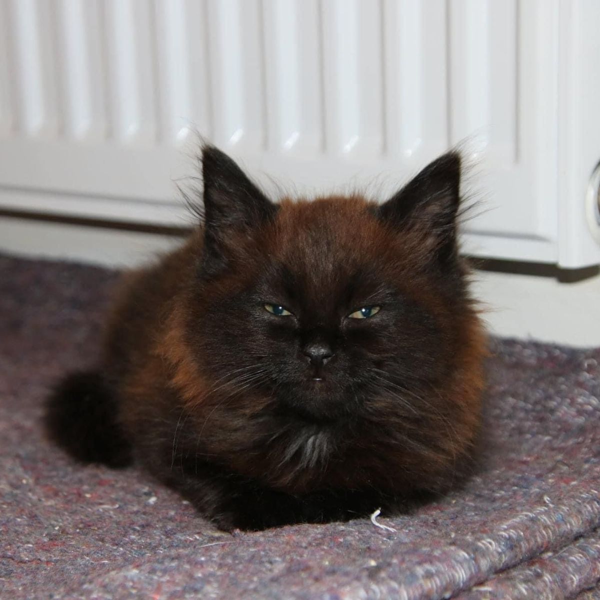 kitten lying and looking at the camera