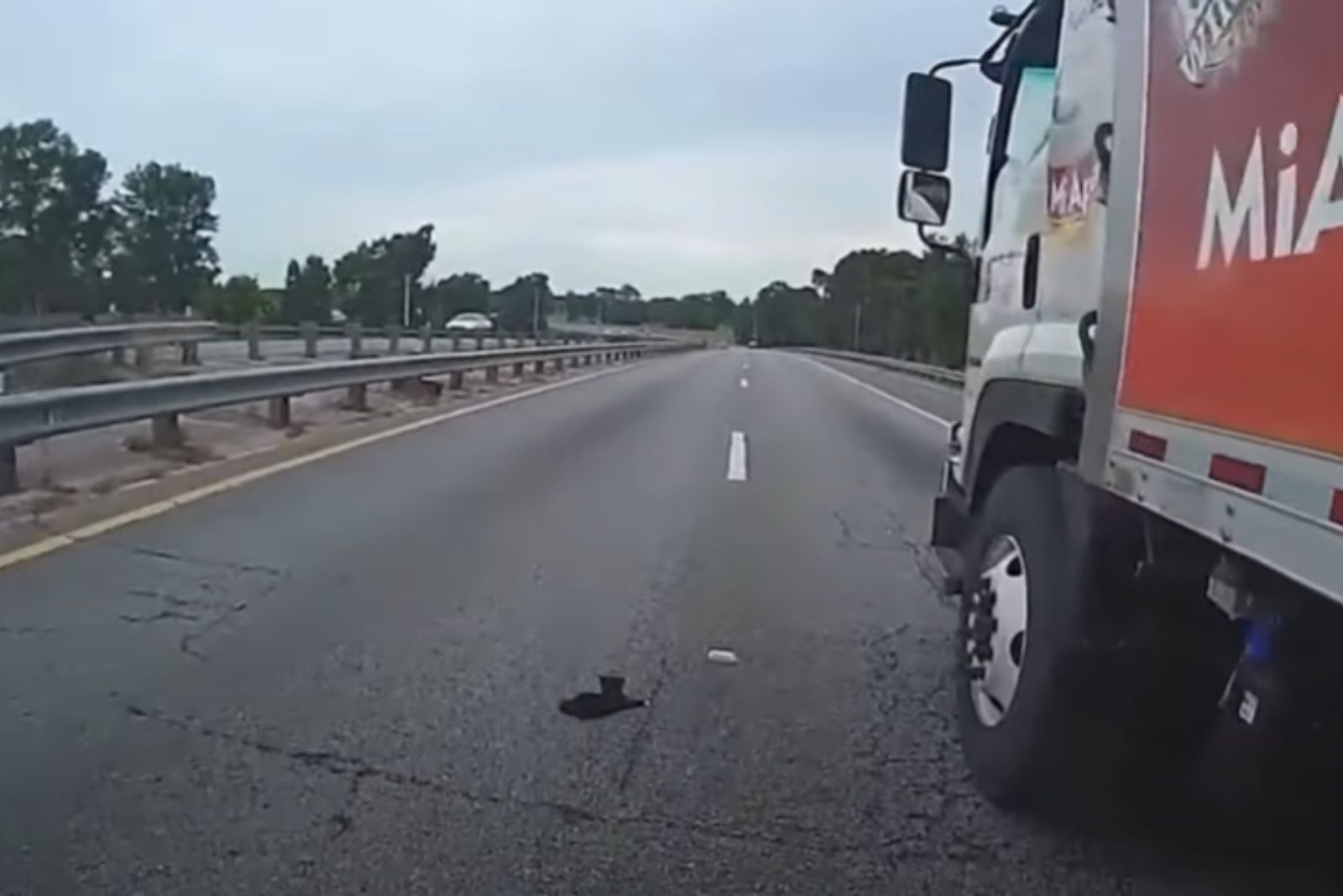 kitten on a highway