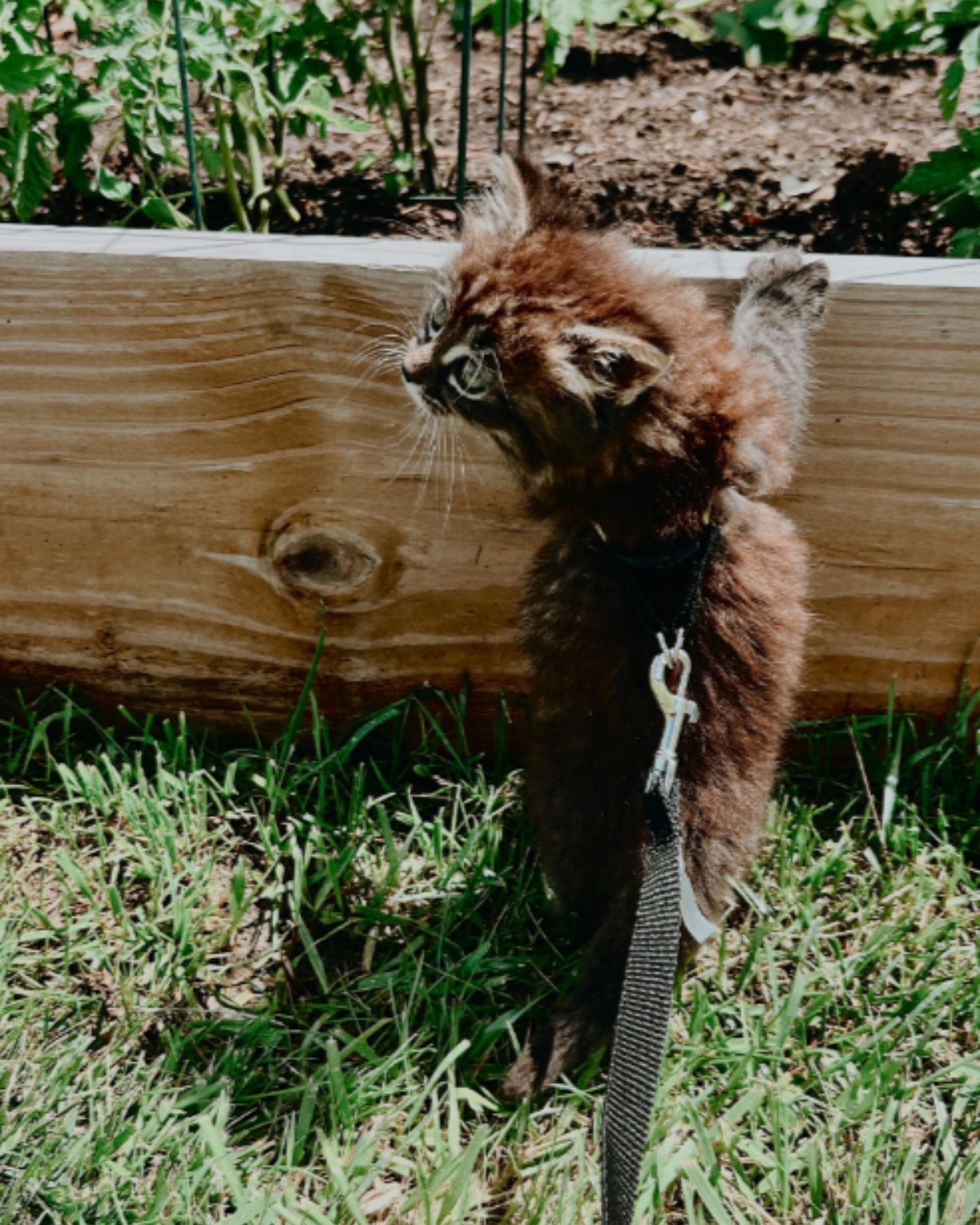 kitten playing outside