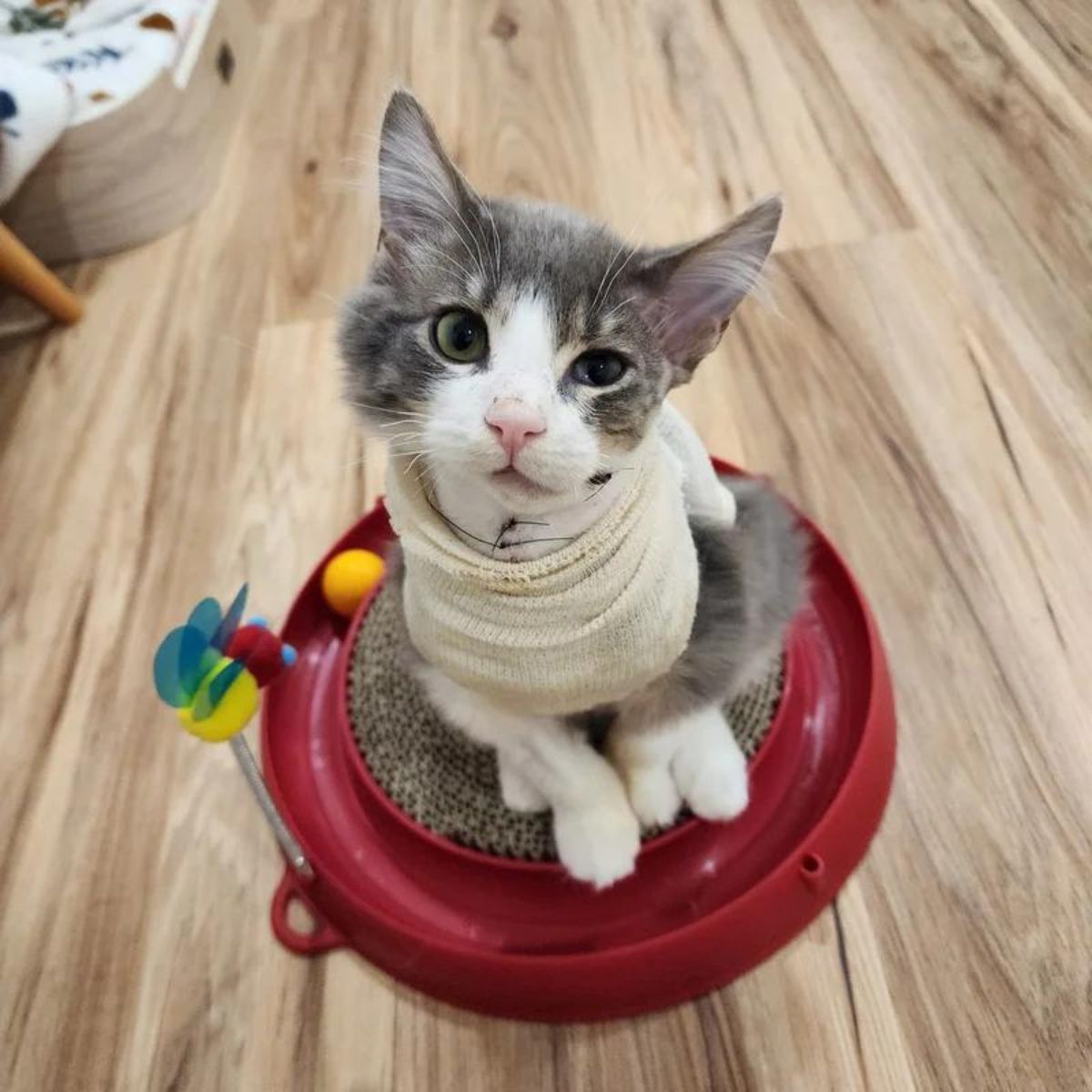 kitten sitting in sand