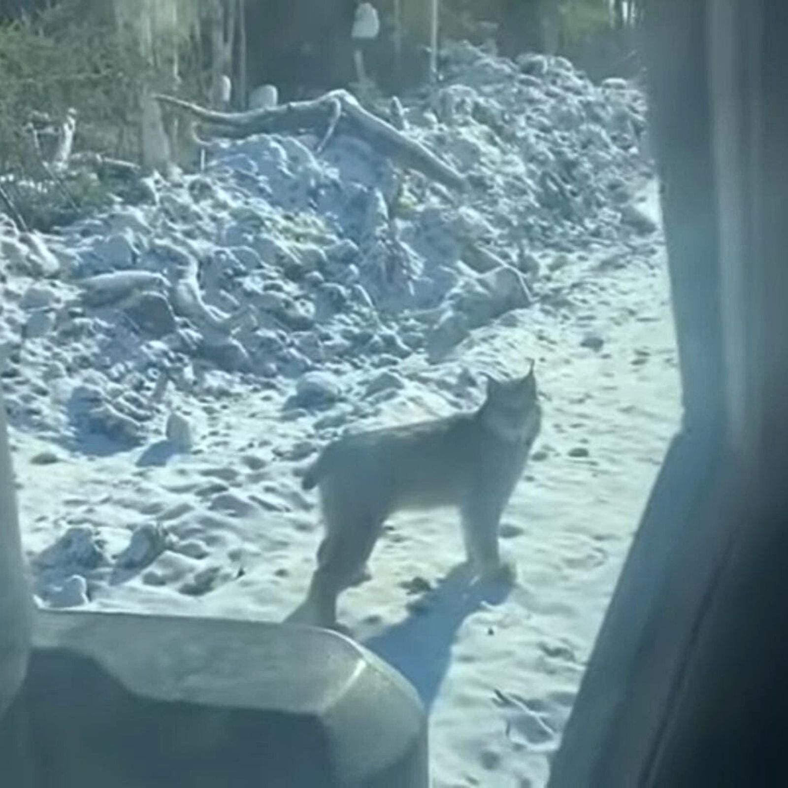 lynx staring down a vehicle