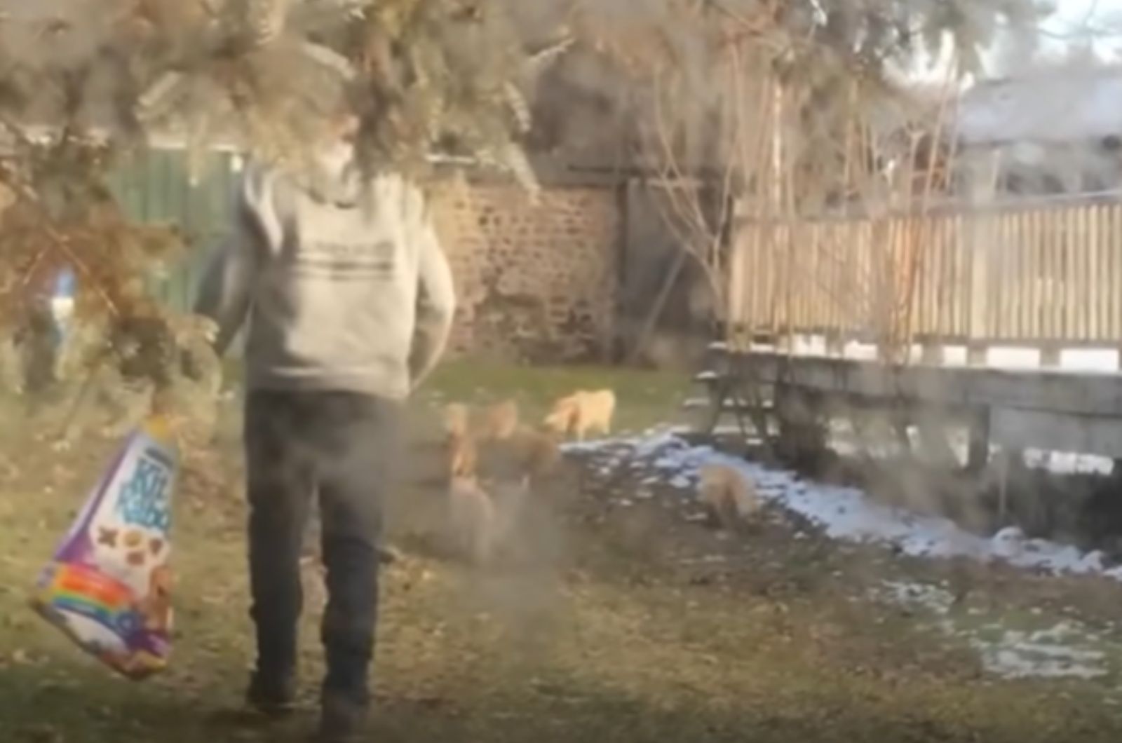 man feeding cats