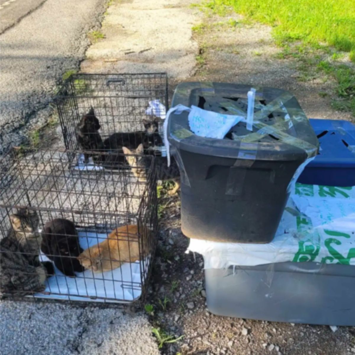 many kittens in cage